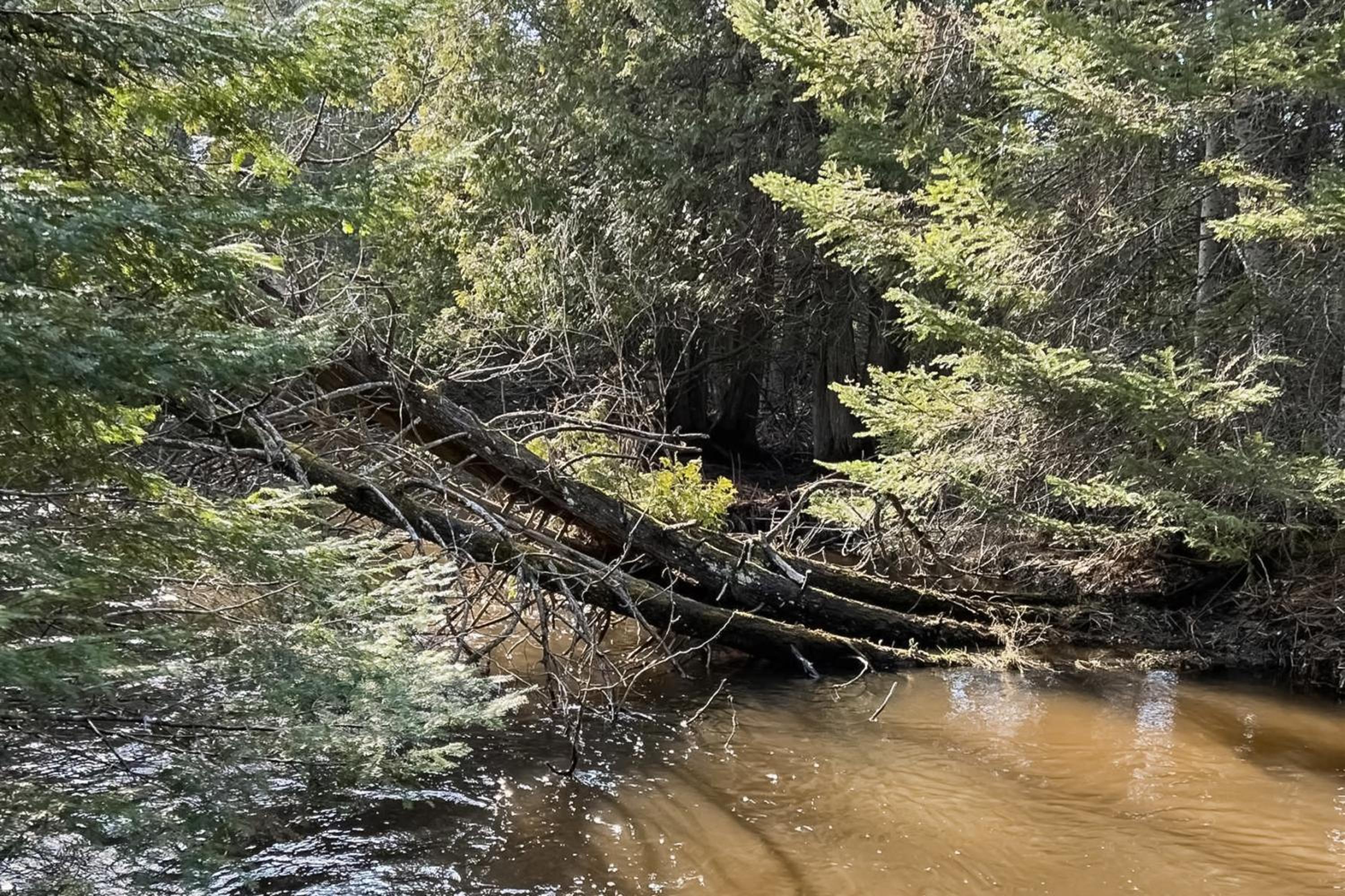 Steps to Sturgeon River! Dog-Friendly Nature Haven