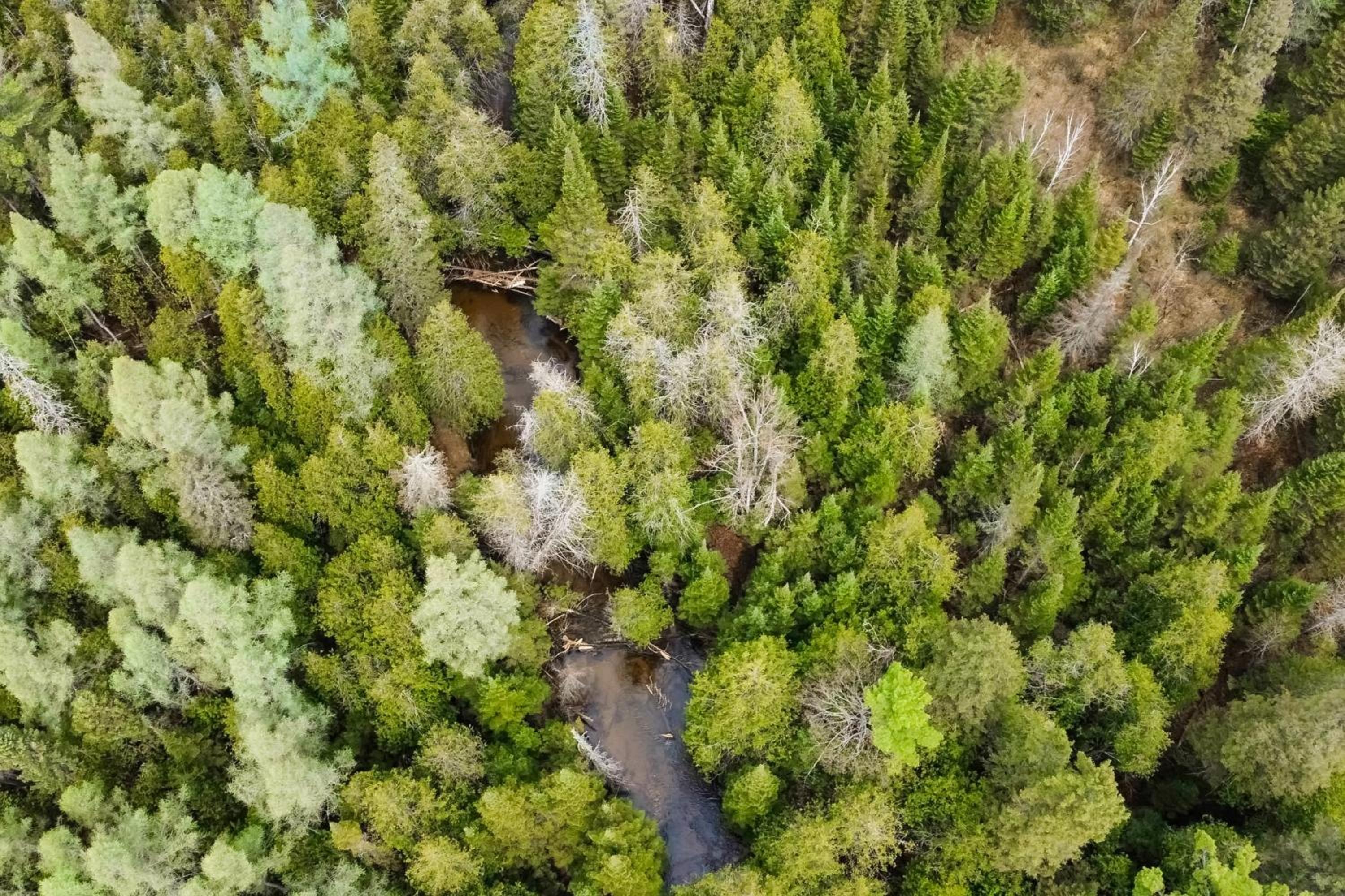 Steps to Sturgeon River! Dog-Friendly Nature Haven