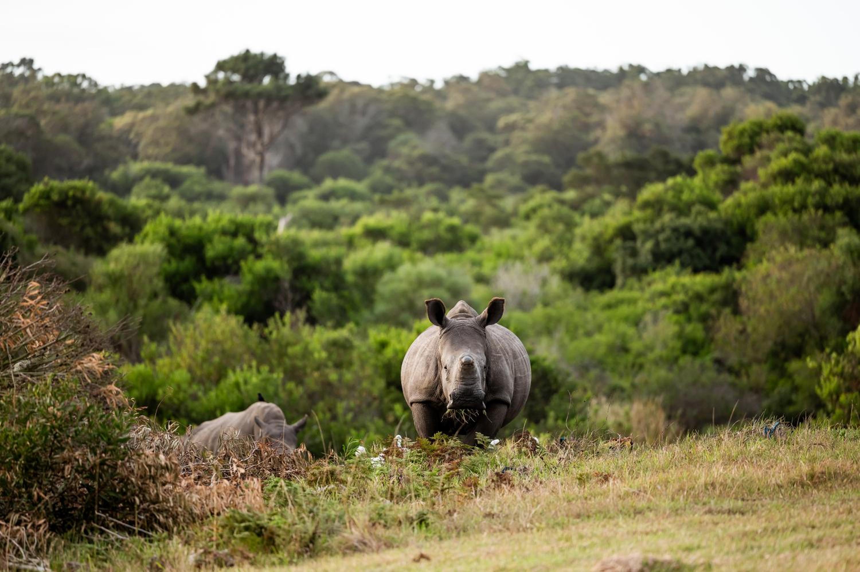 Kragga Kamma Game Park