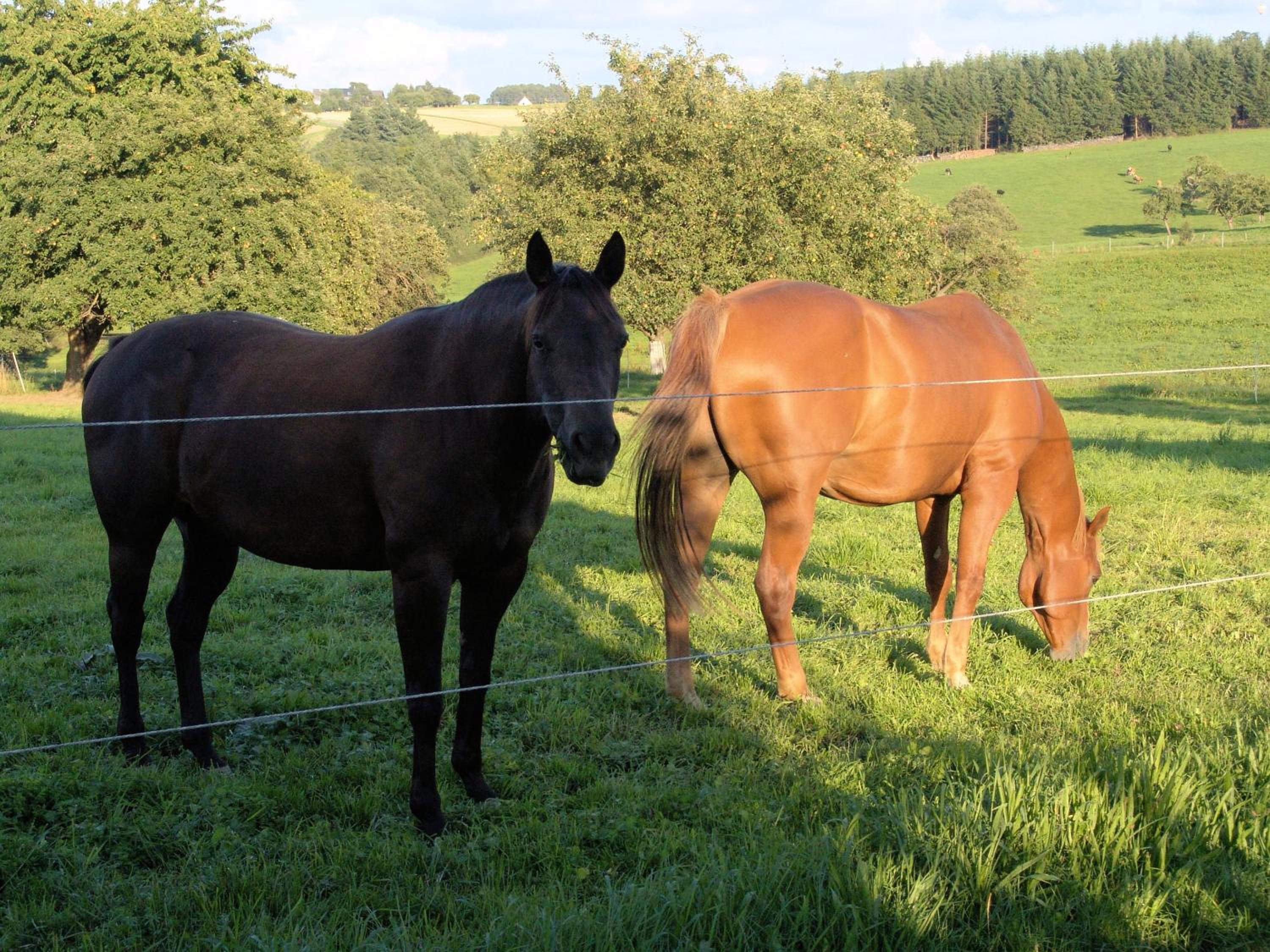 Ferienhäuser CASA Am Baybachtal