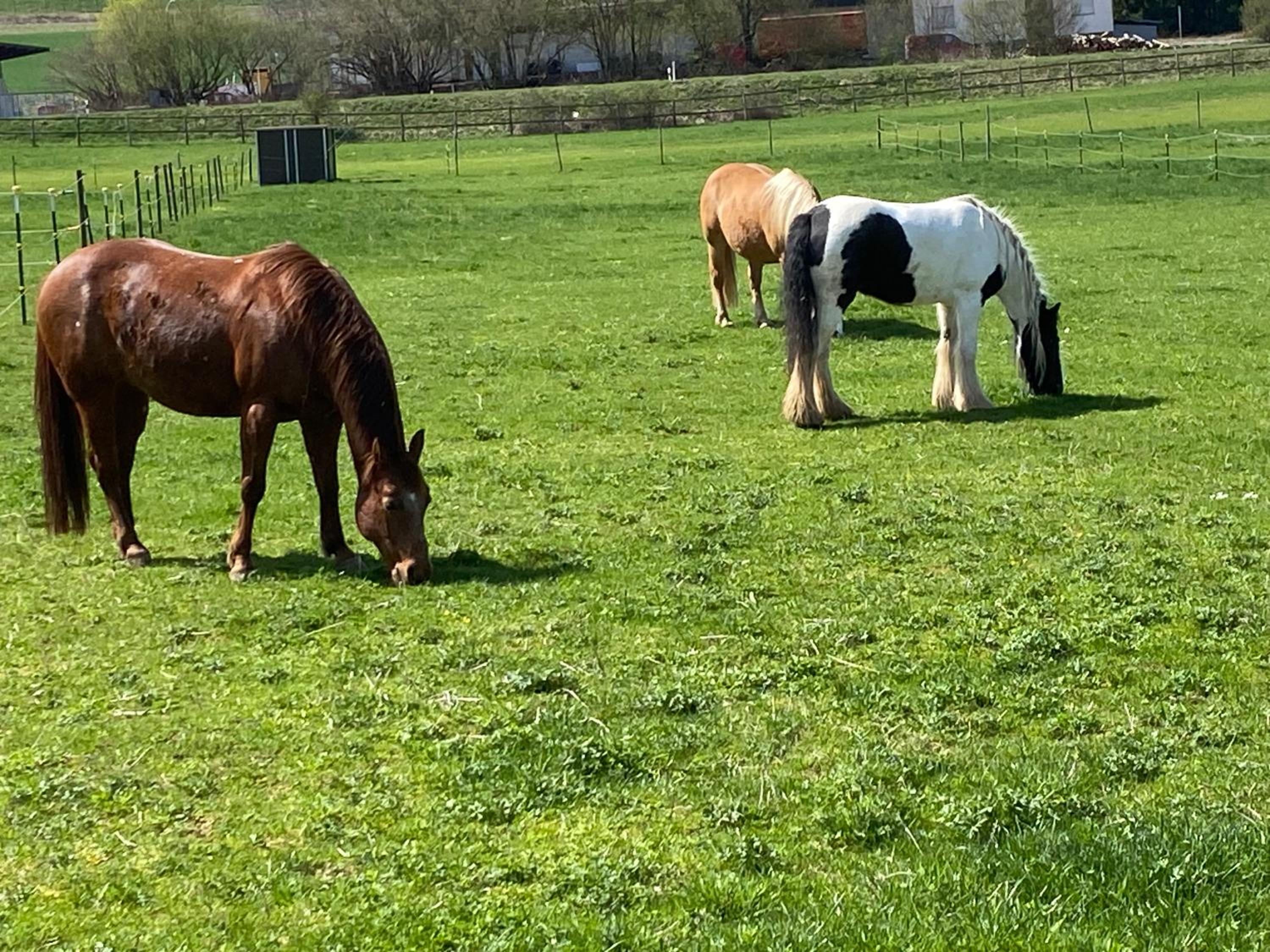 Sonnenhof, Ferienwohnung auf Reitanlage