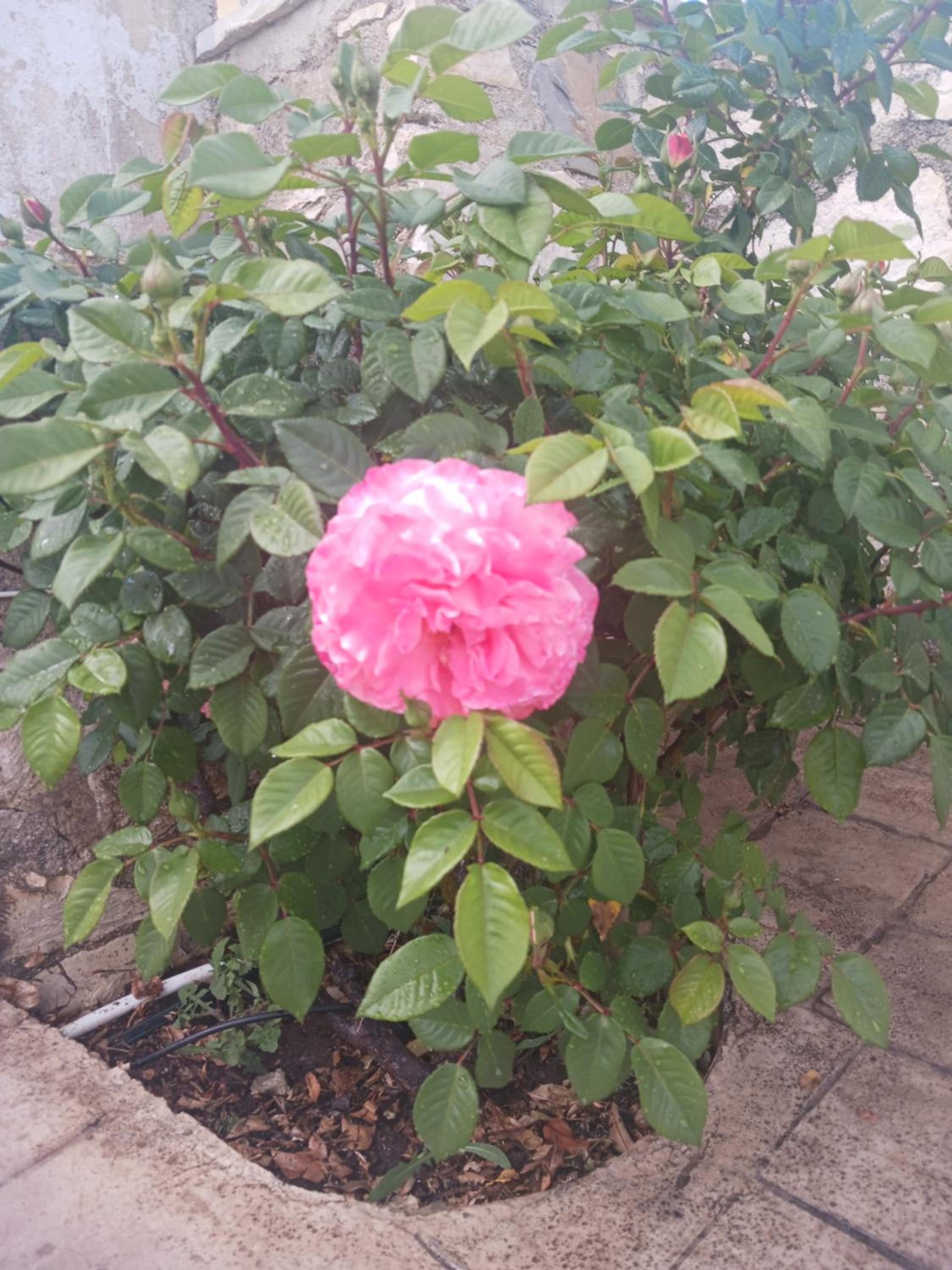Village perfume