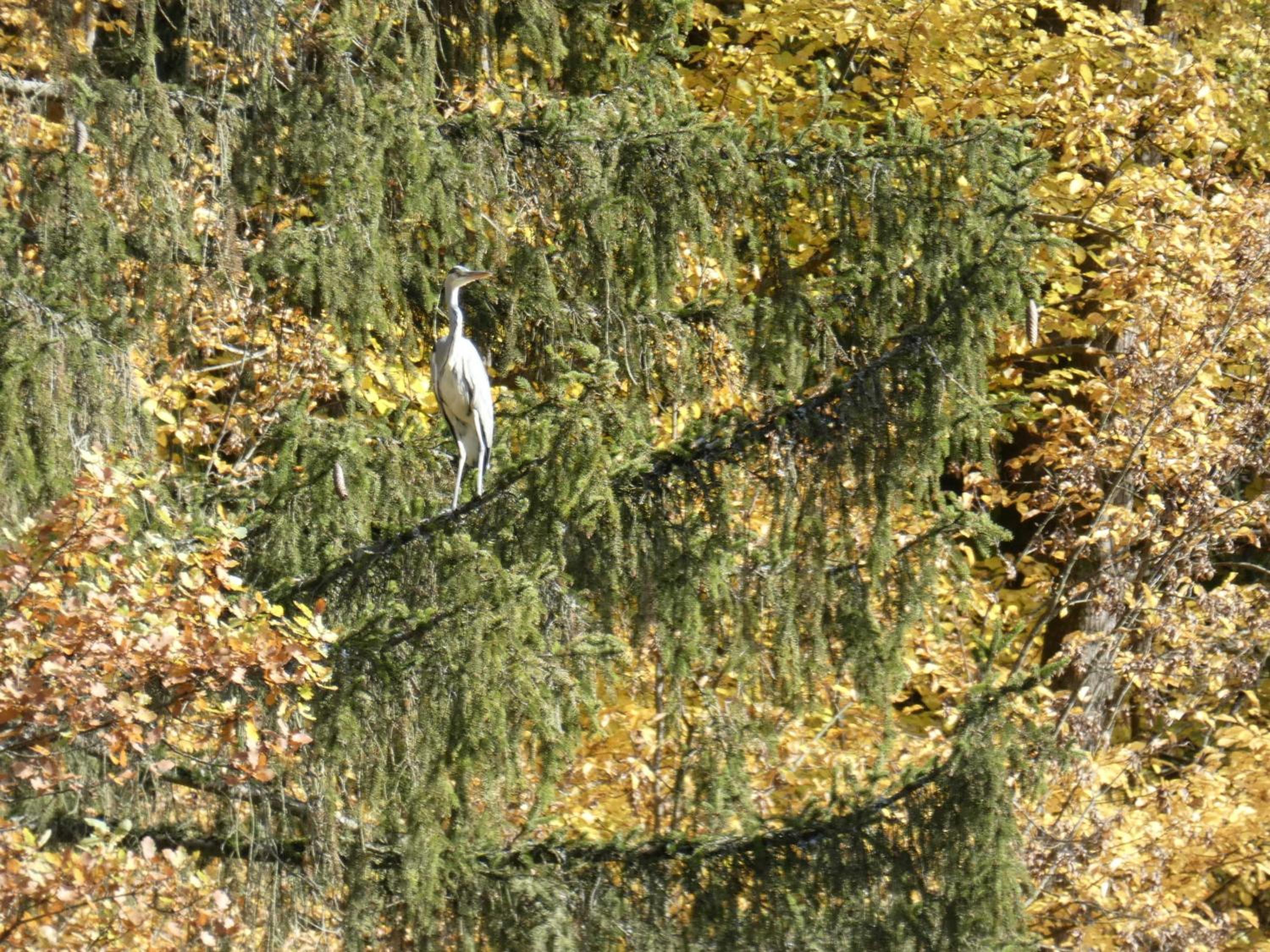 Weisses Huhn von Moschendorf