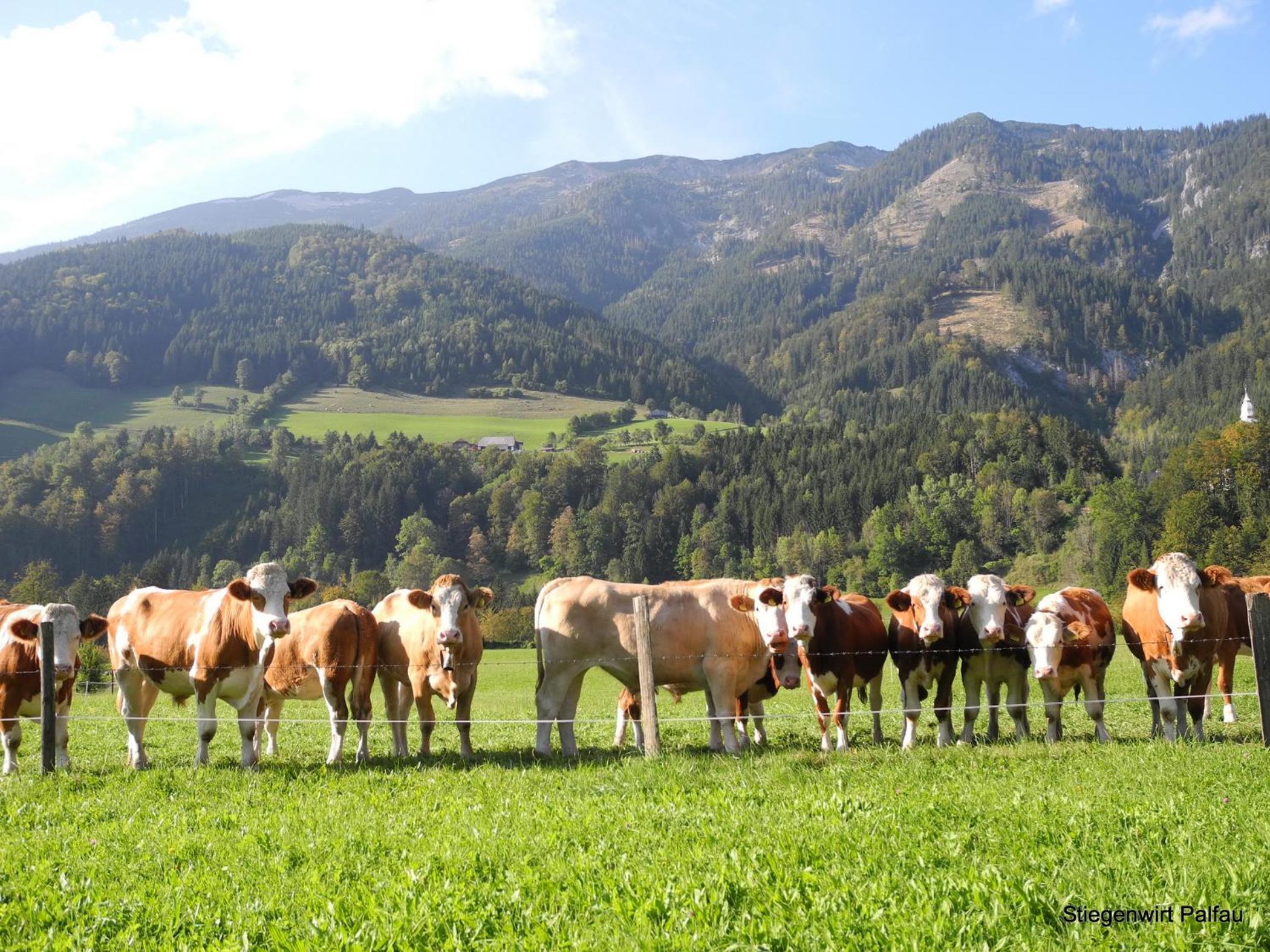 Stiegenwirt