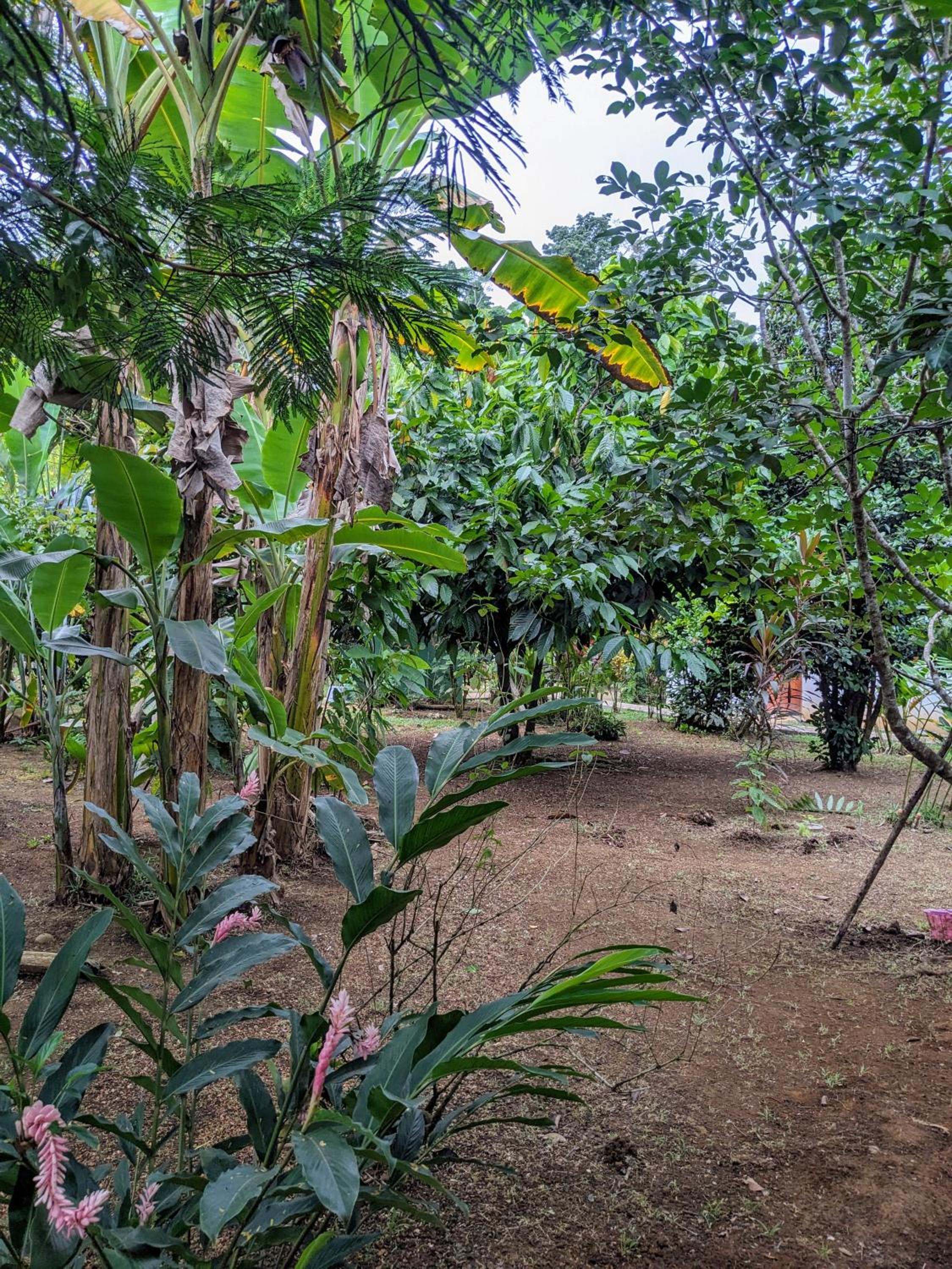 Ana Paraíso entre Arboles