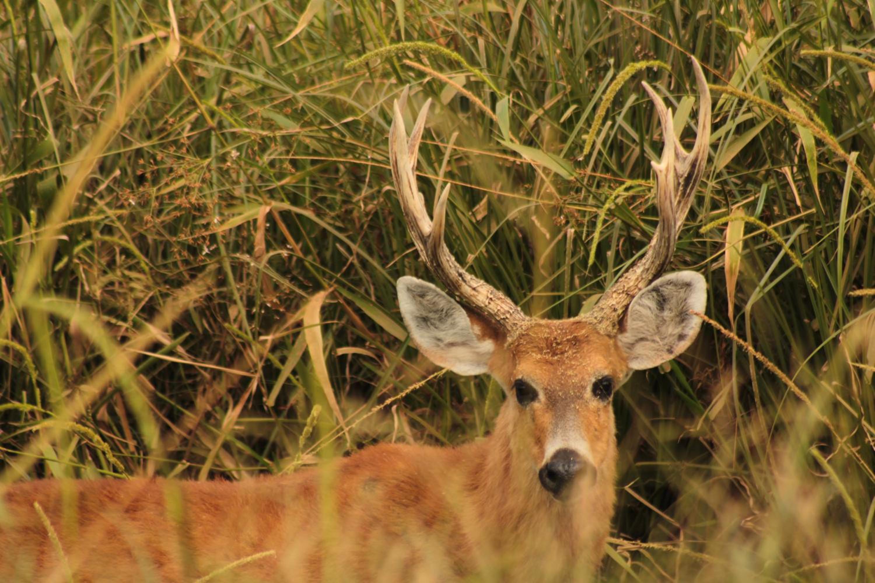 Ibera Lodge