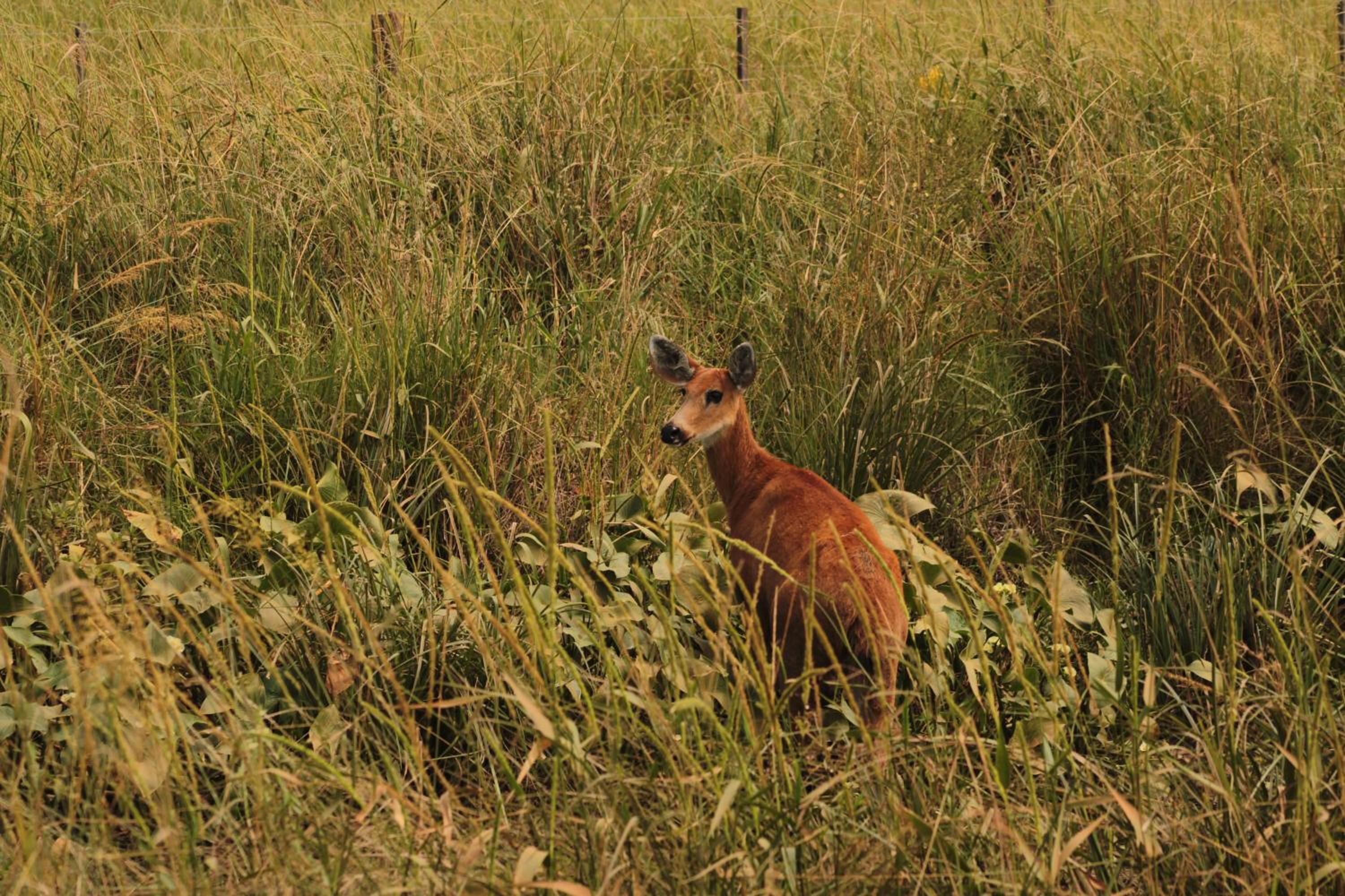 Ibera Lodge