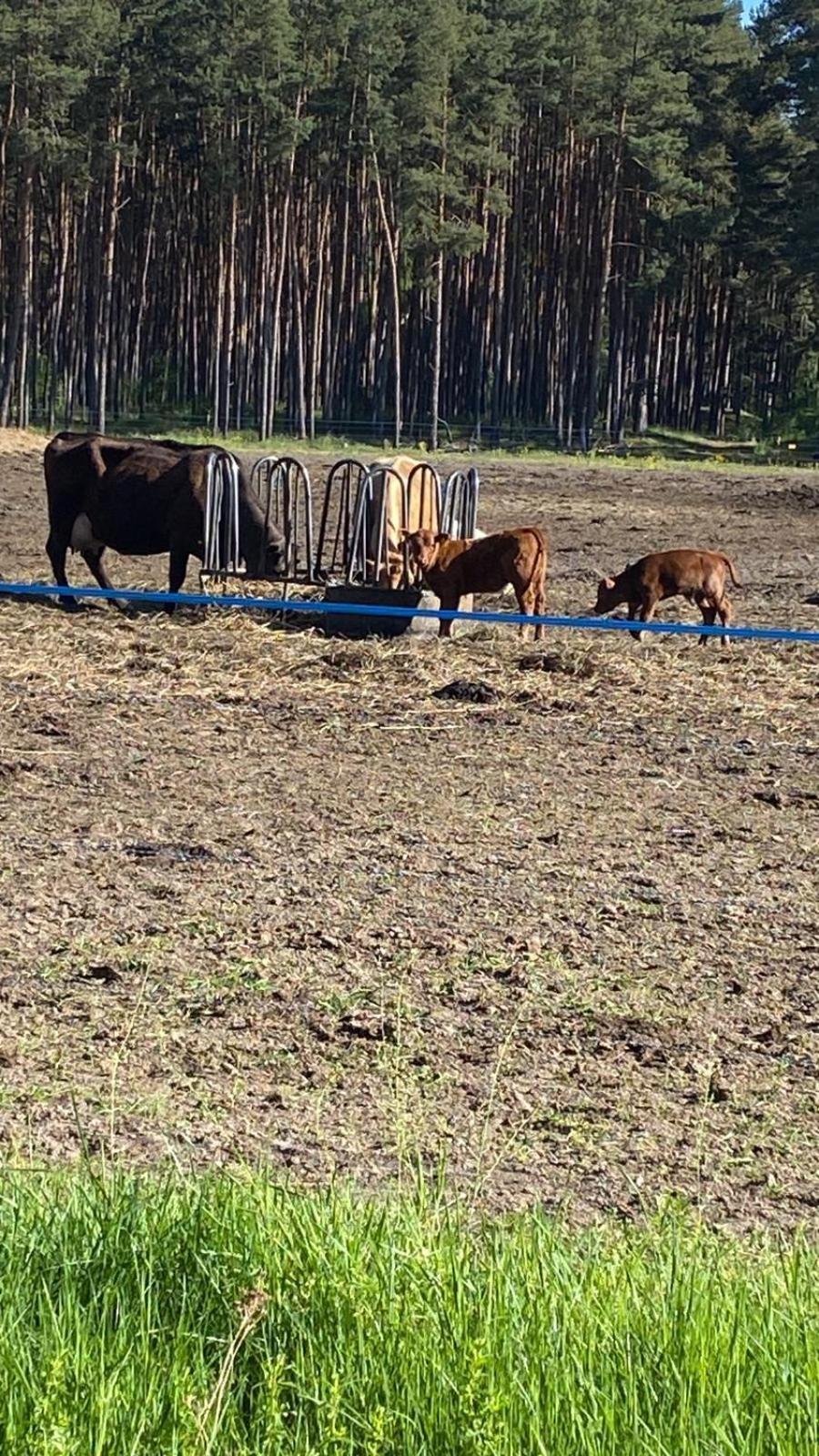 Landliebe Aulosen