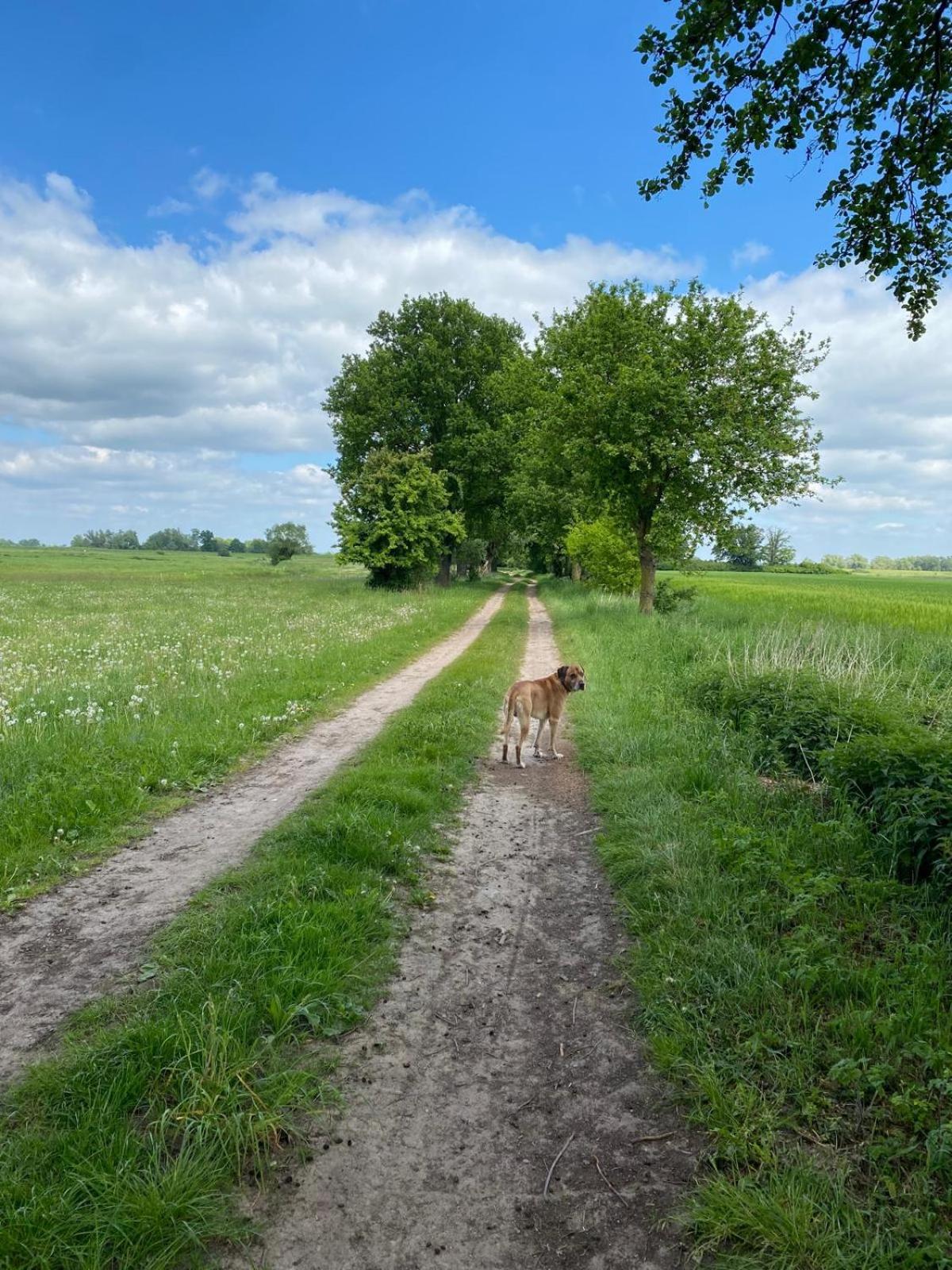 Landliebe Aulosen