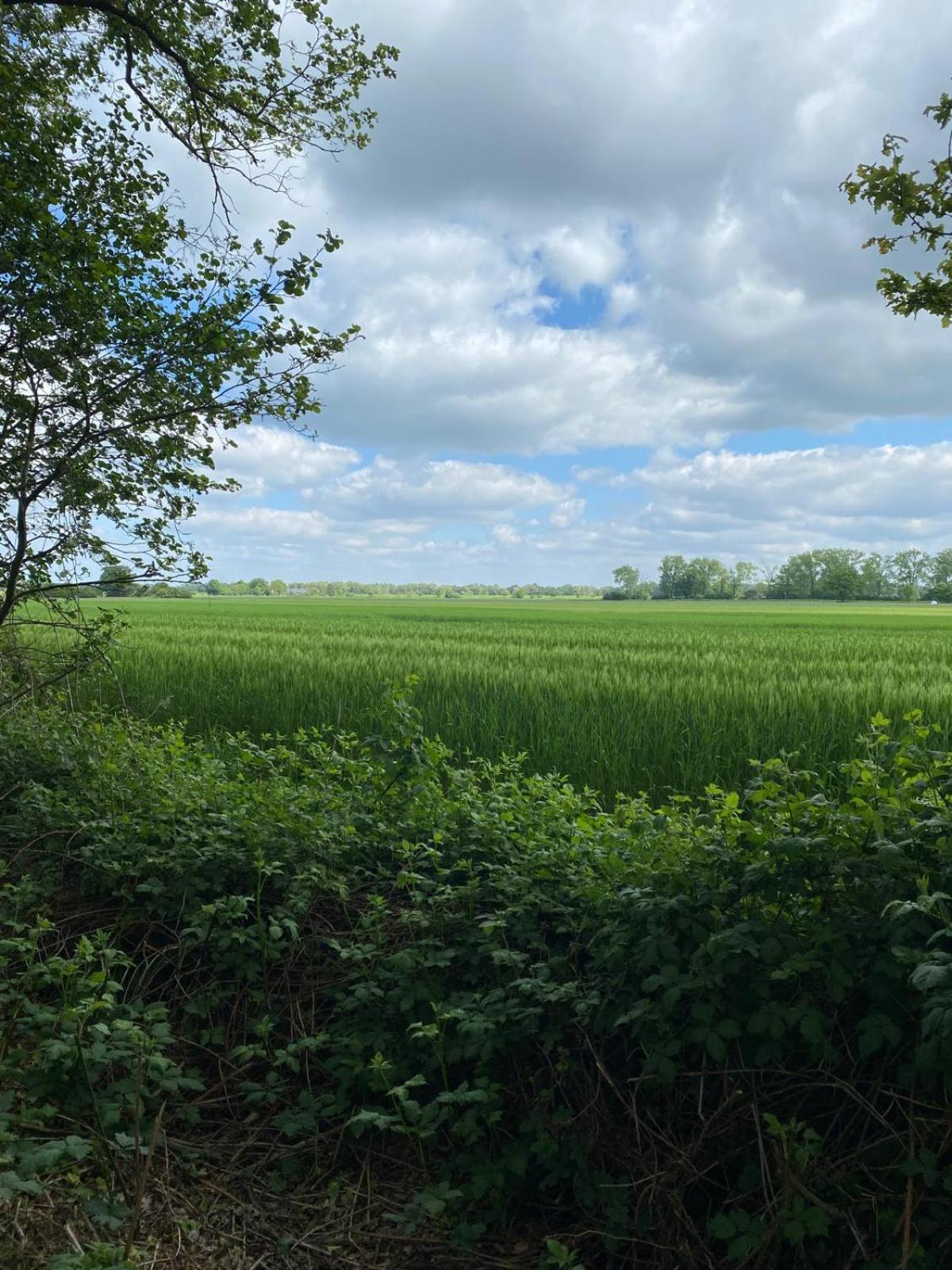 Landliebe Aulosen