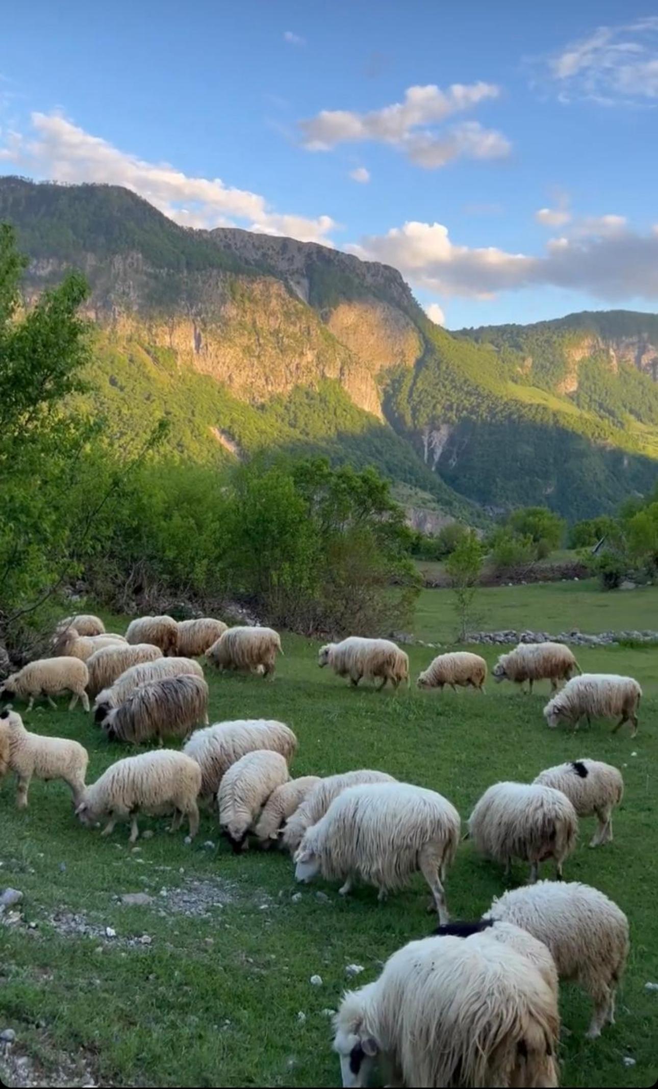 Turi-Selcë
