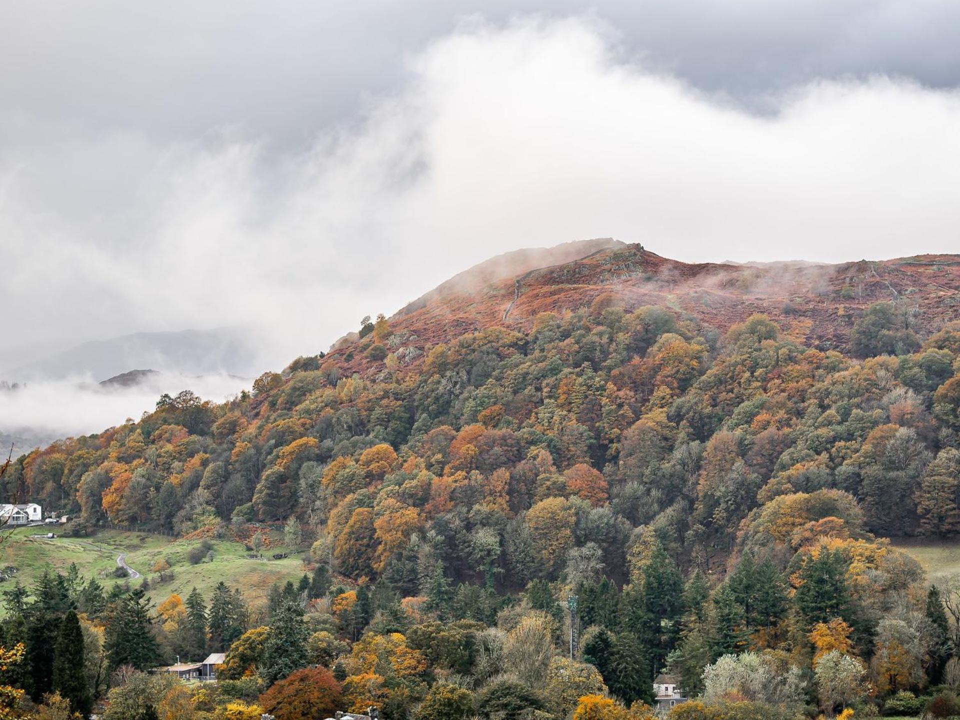 Coppertrees