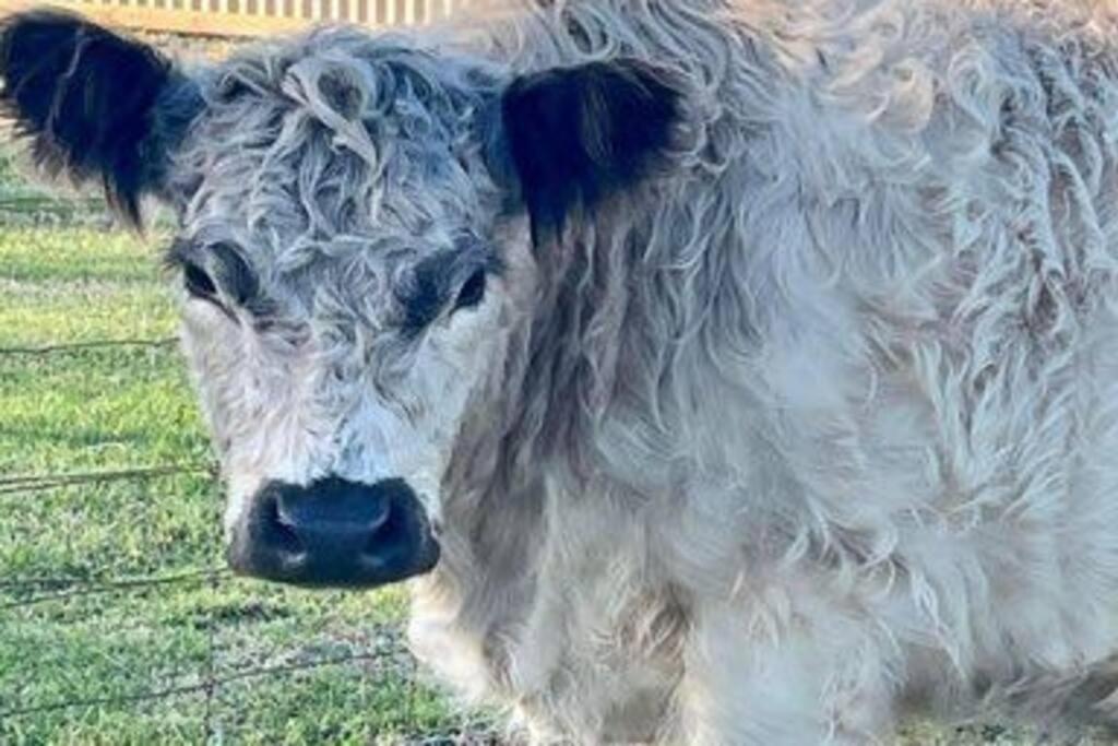 Delaware Retreat - Luxury Escape with the Animals