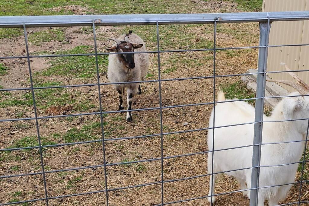 Delaware Retreat - Luxury Escape with the Animals