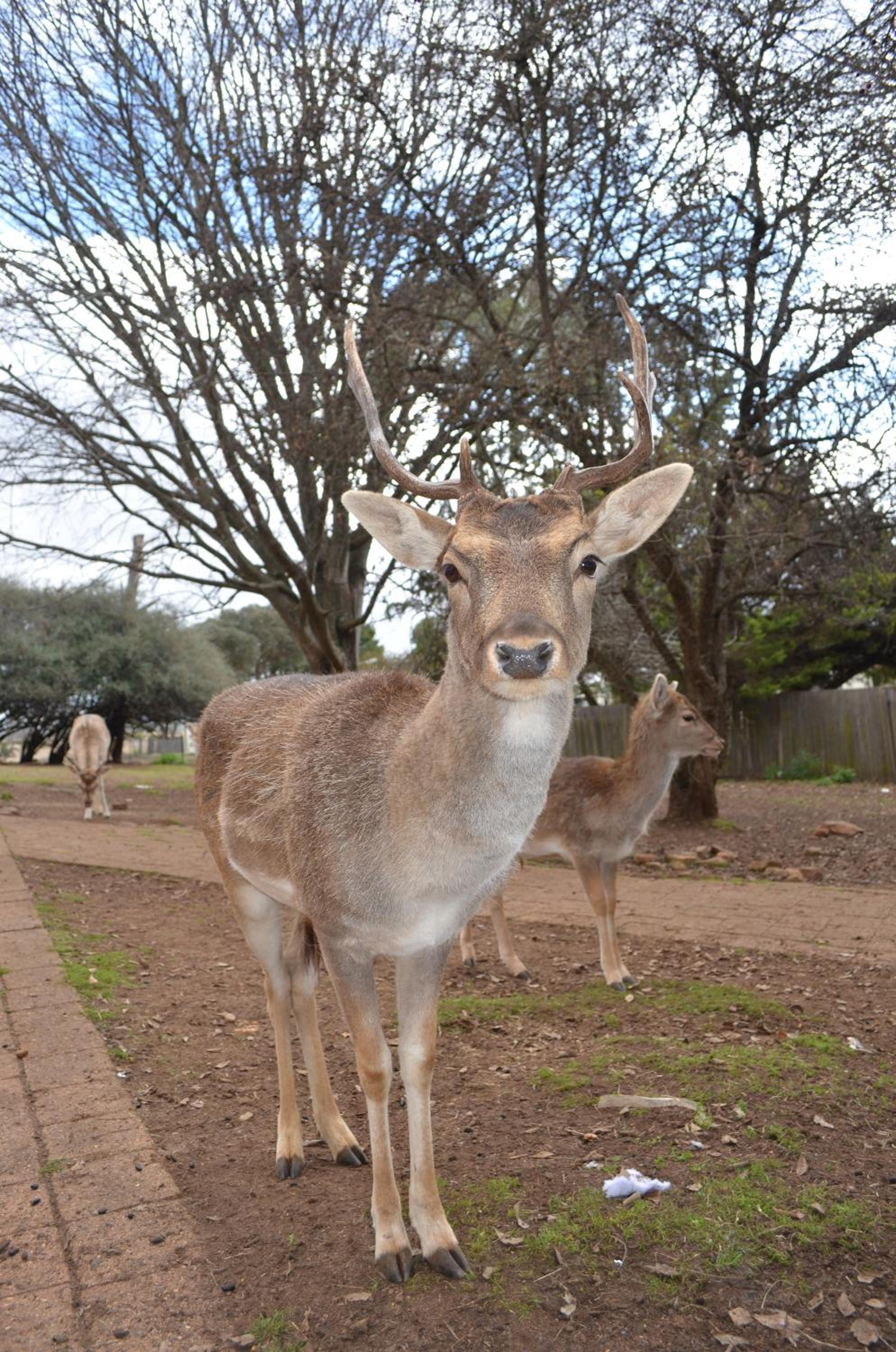 Deer Park Motor Inn Armidale