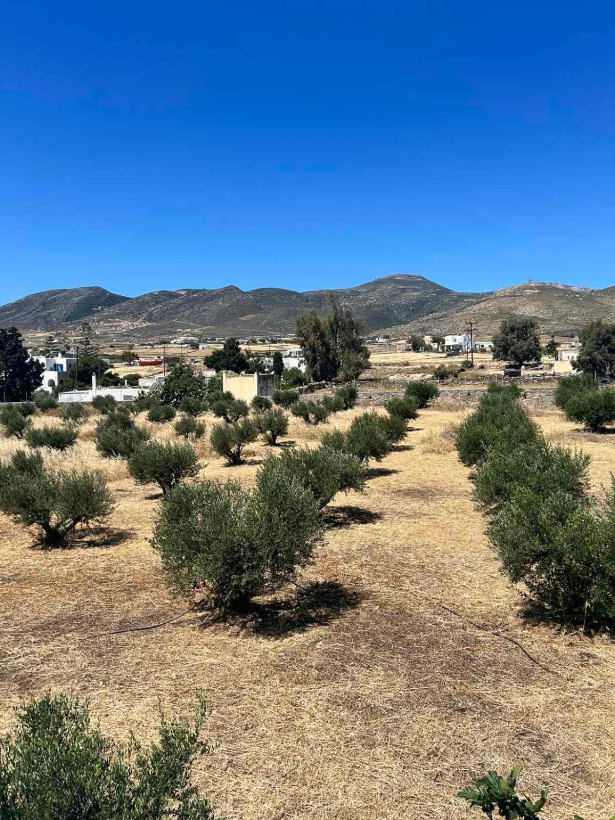 The Olive House
