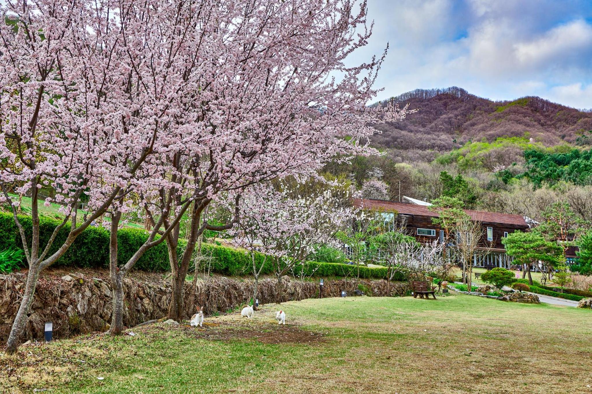 Healience Village