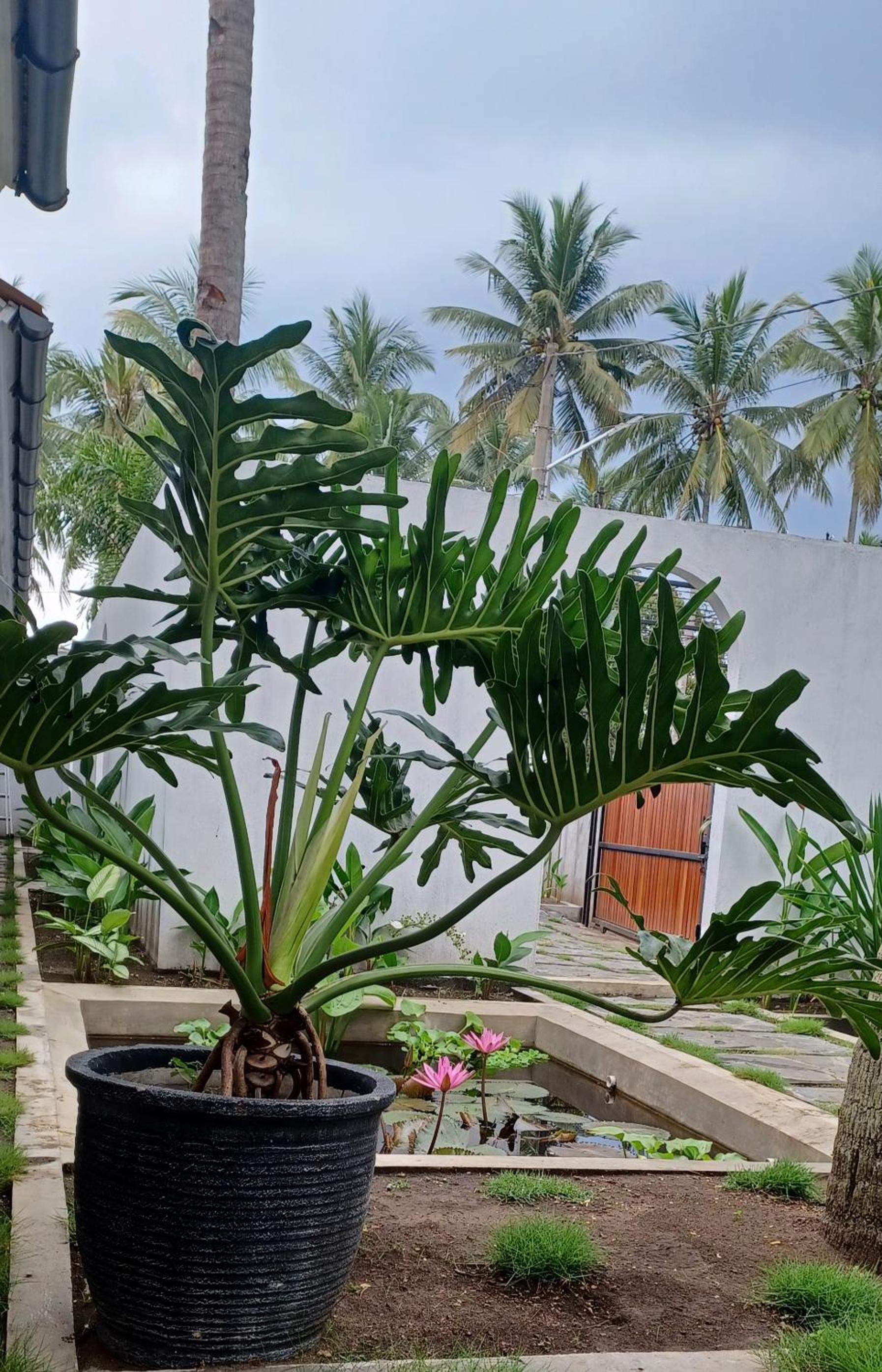 Rumah Markisa Batukaras view 3