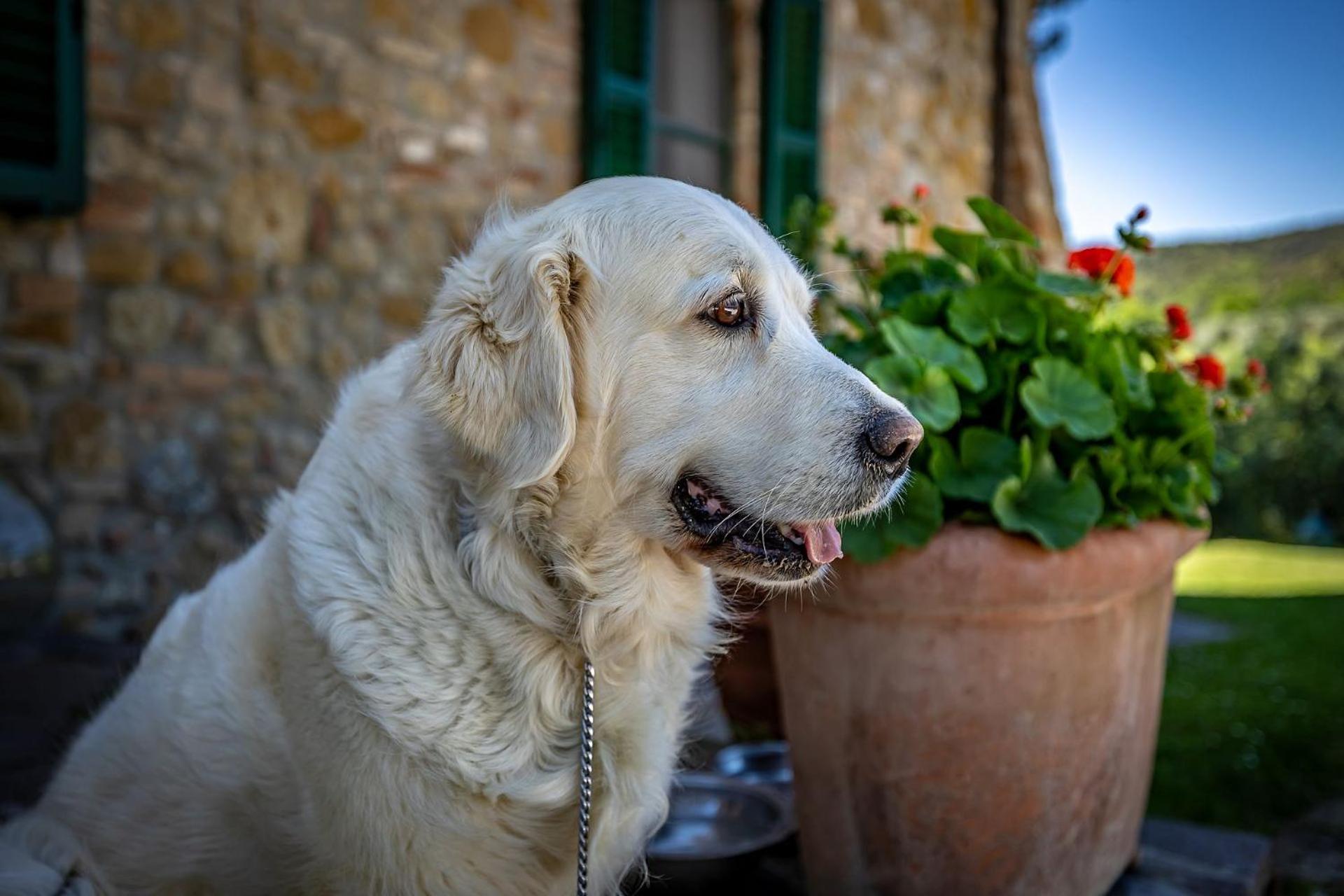 B&B La Fornace Di Racciano