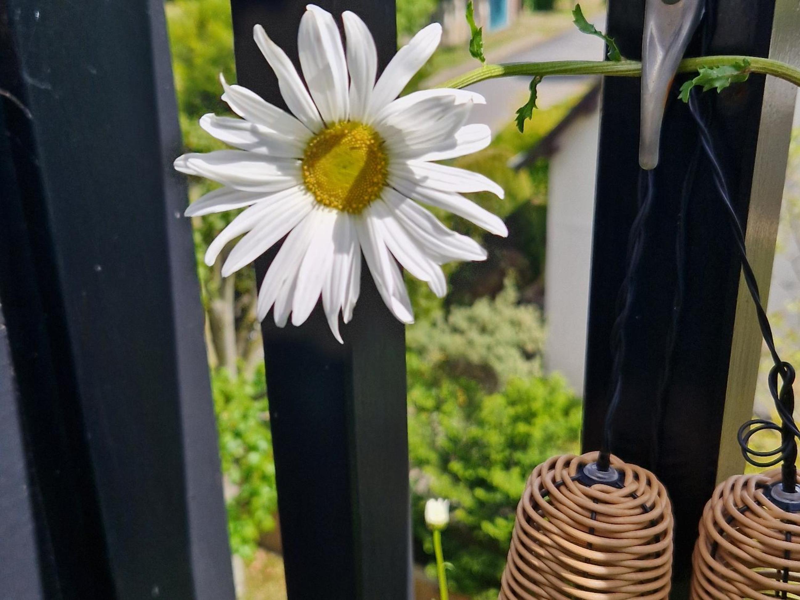 Appartement Balcon Centre Cabourg