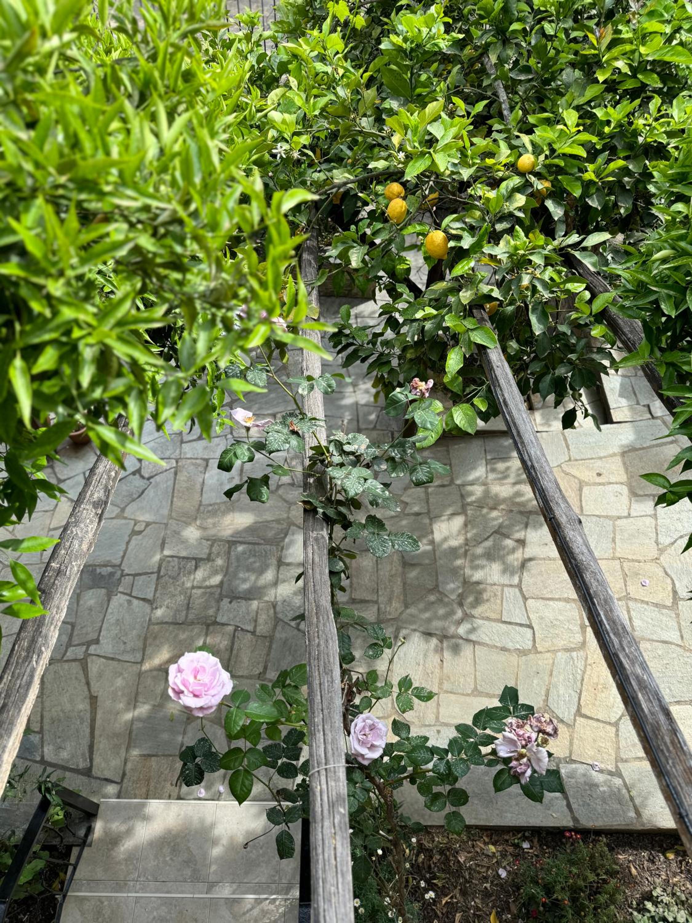 Rosemary Studio