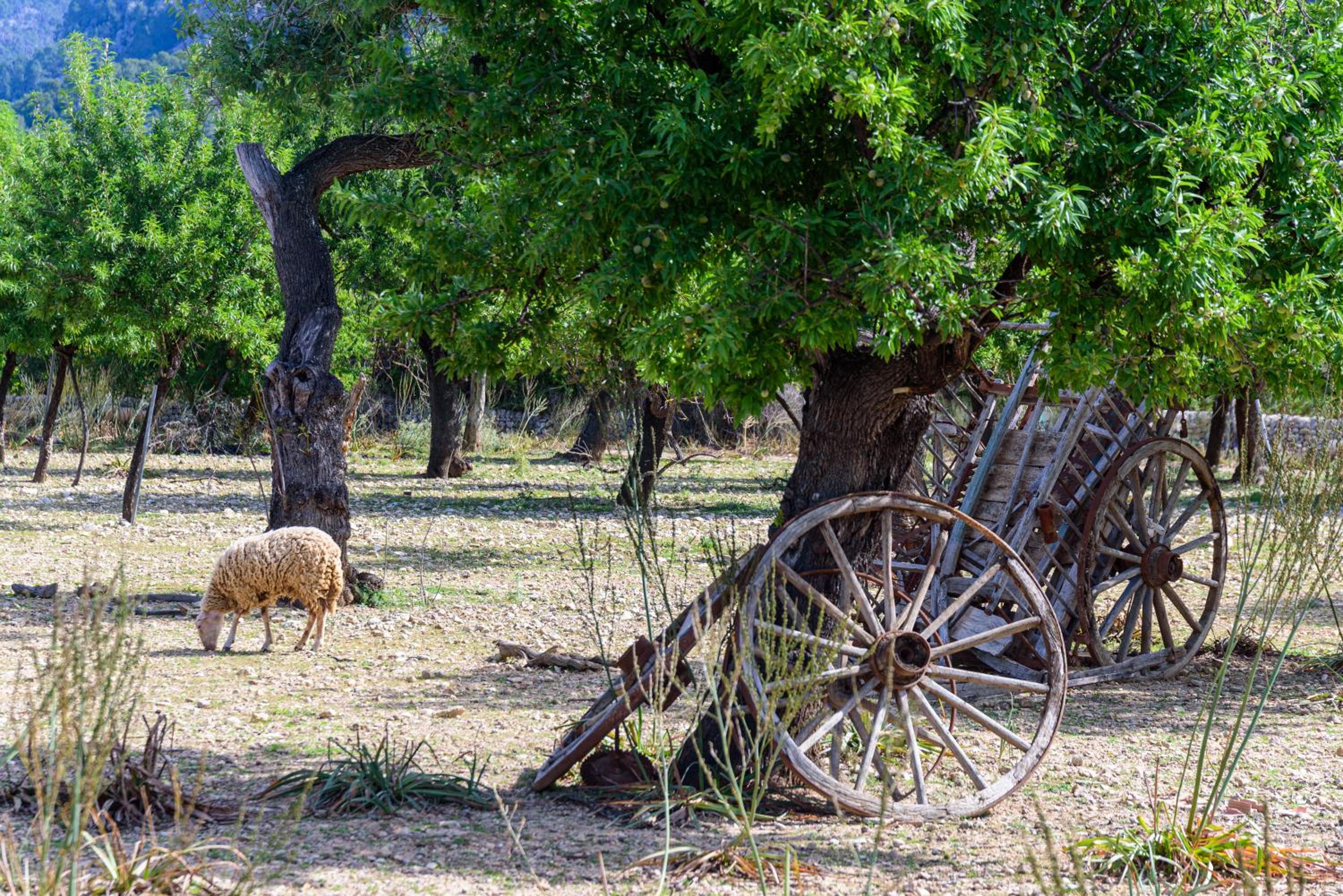 Agroturisme Subies