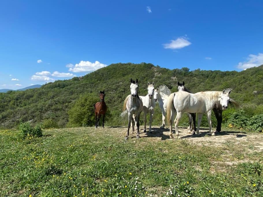 Ca Valeria - lussuosa villa in campagna view 4