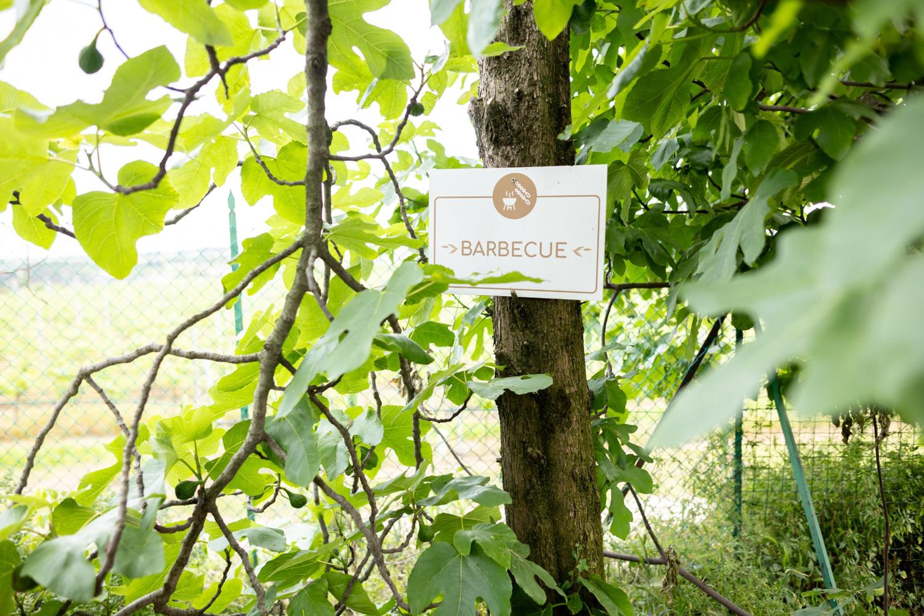 Tenuta EnGi, photo 123