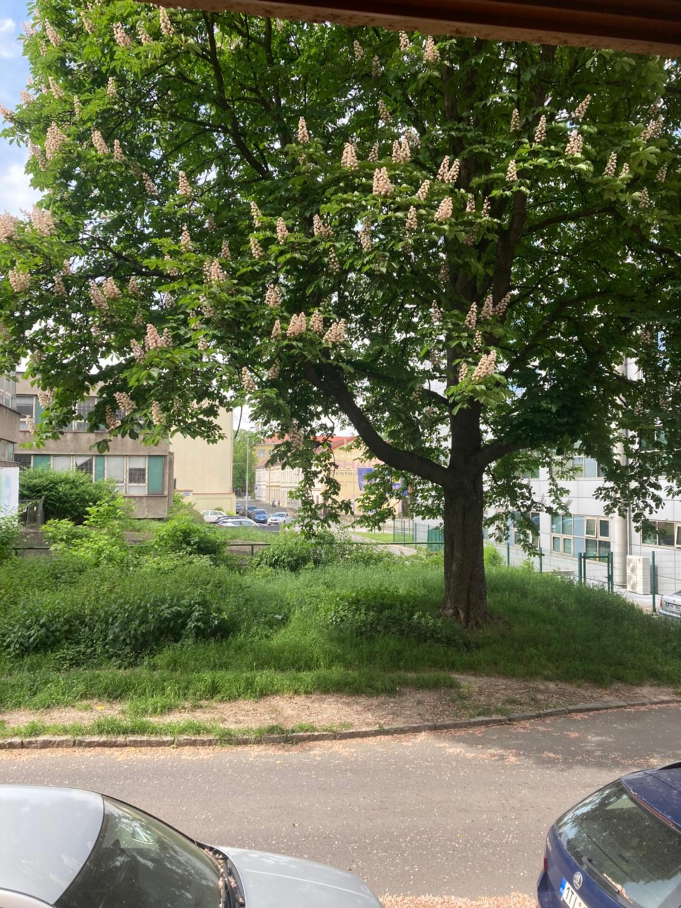 Apartment Maia