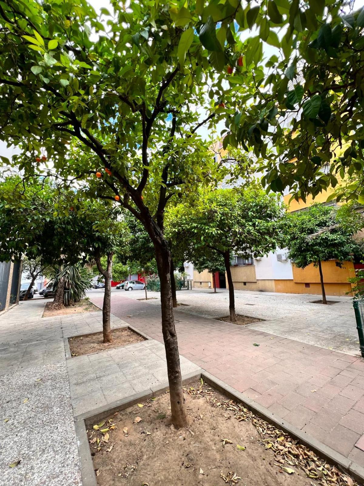 COMFORTABLE & NICE APARTMENT SEVILLE
