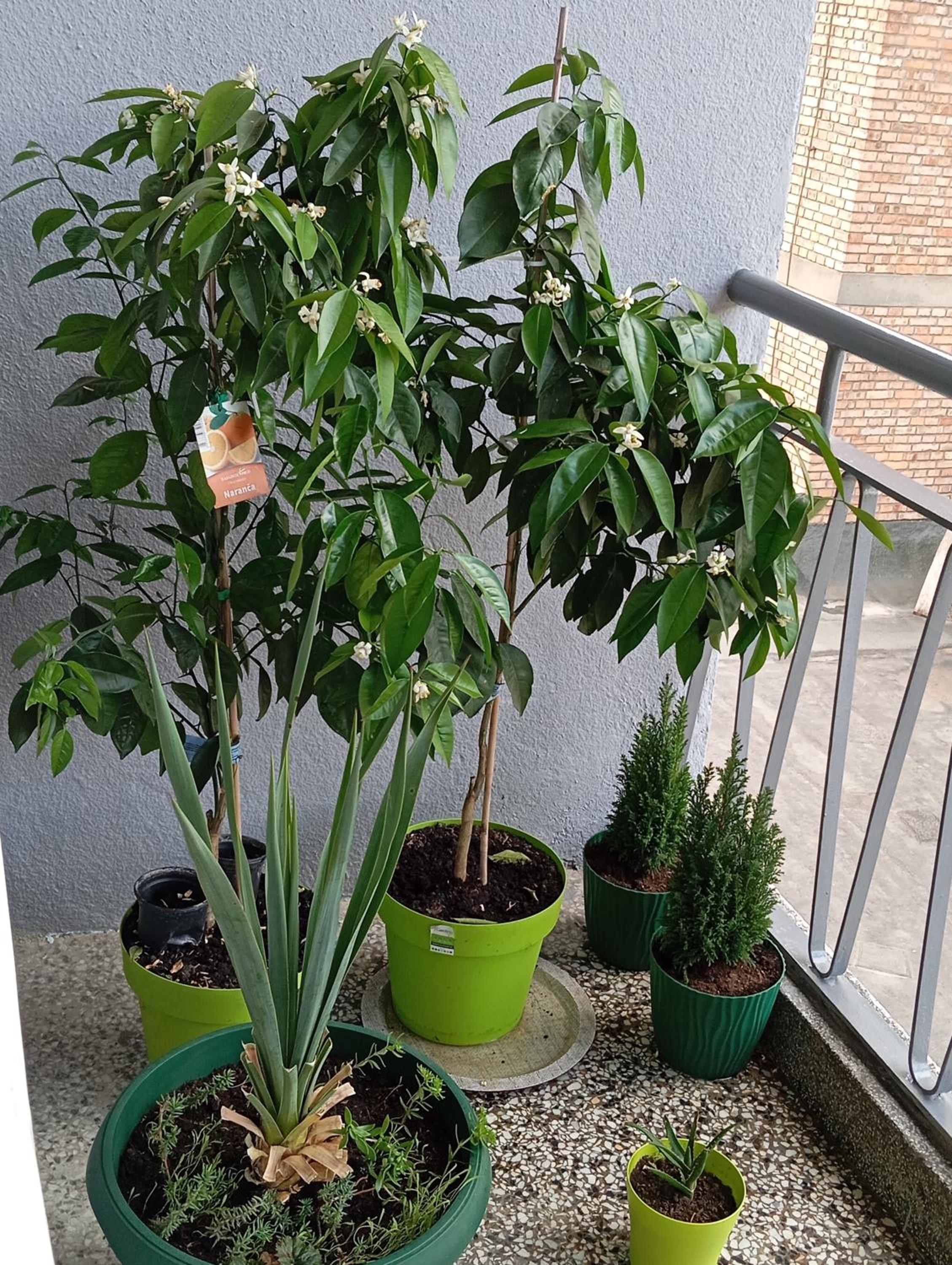 Apartman Radanović