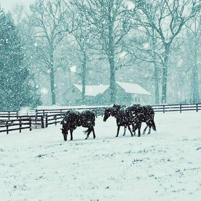 Historic Middleburg Equestrian Estate view 4