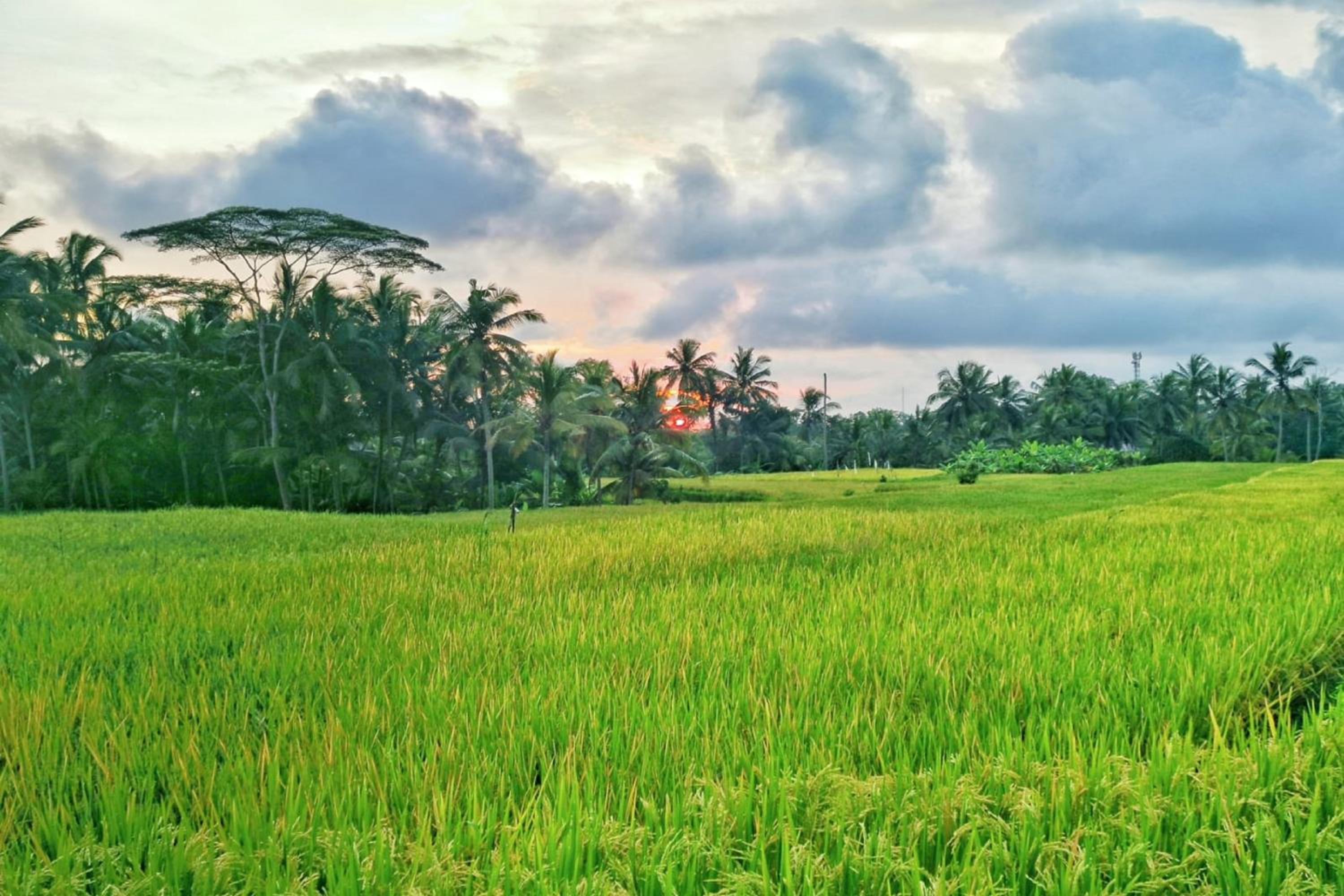 Mathura Ubud view 2