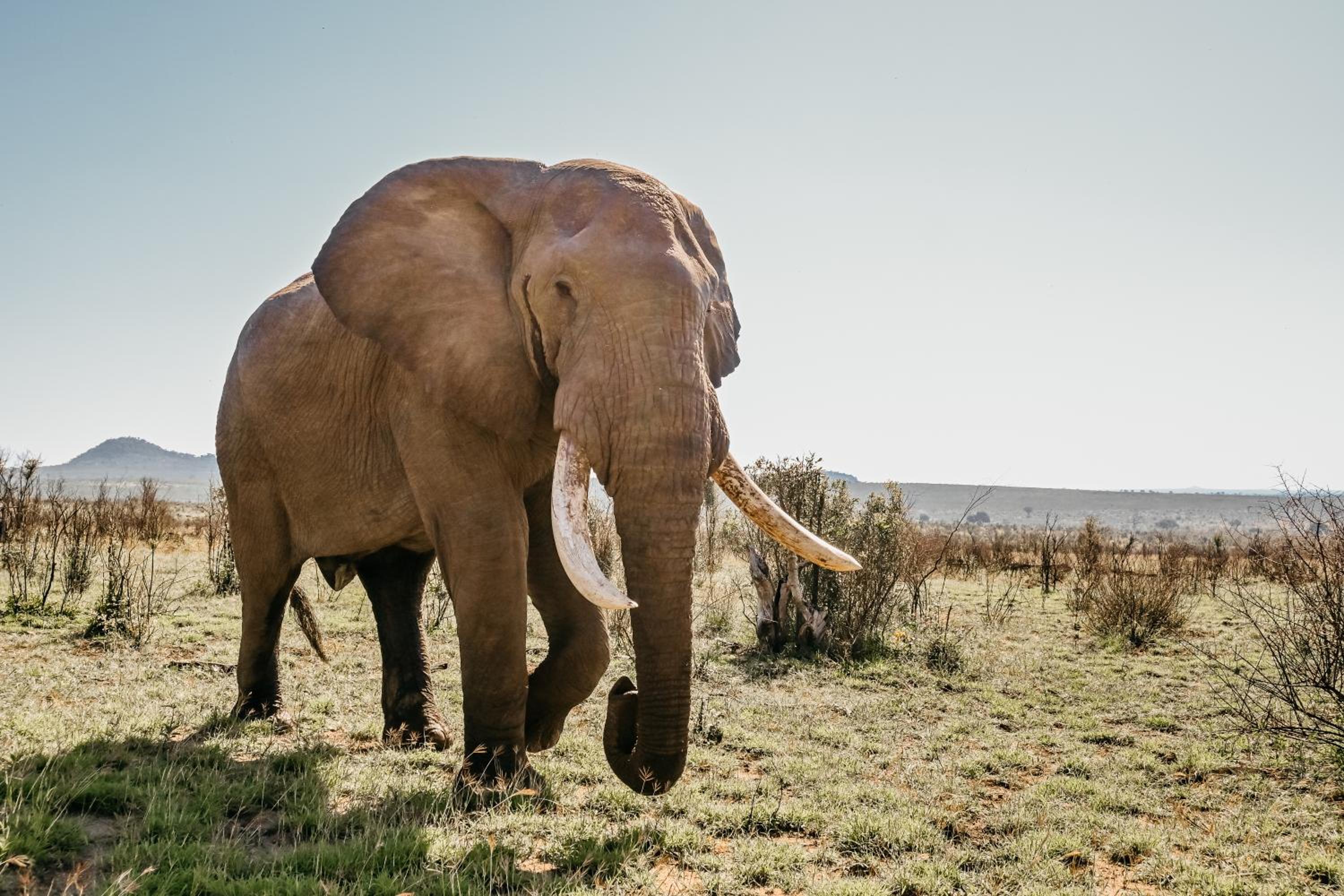Mdluli Safari Lodge
