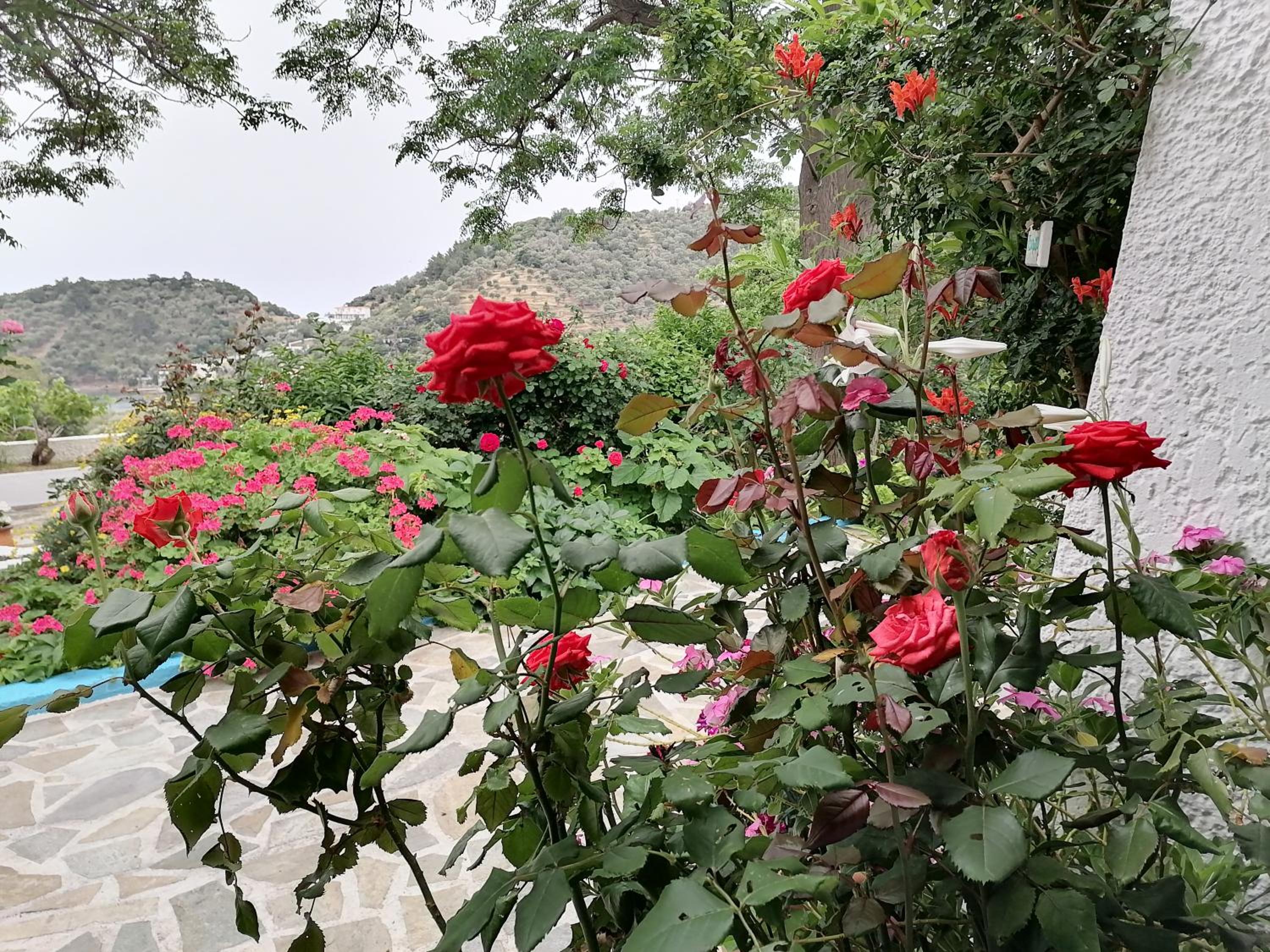 Studios Ioanna Limnionas Samos