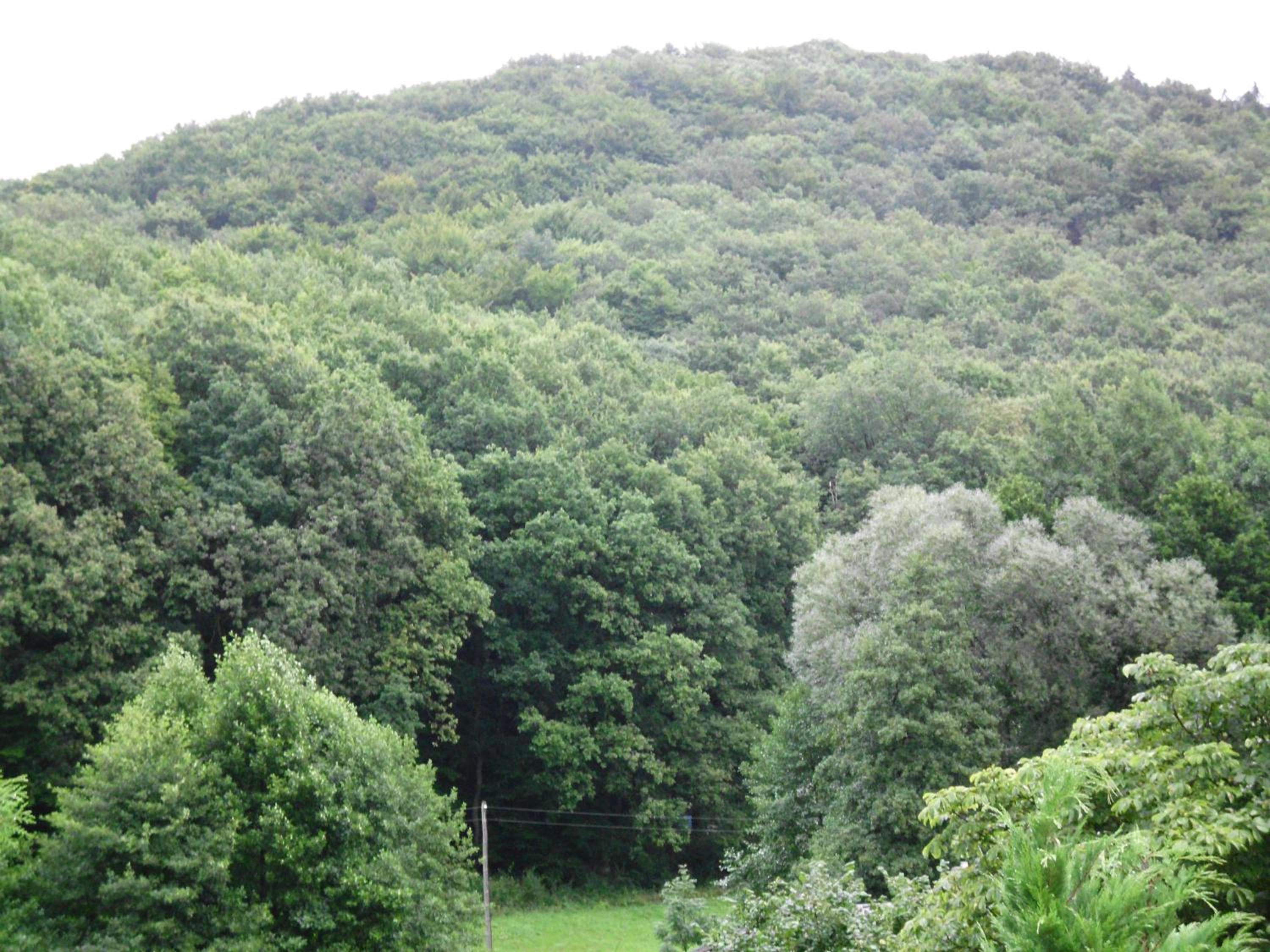 Pension Waldblick