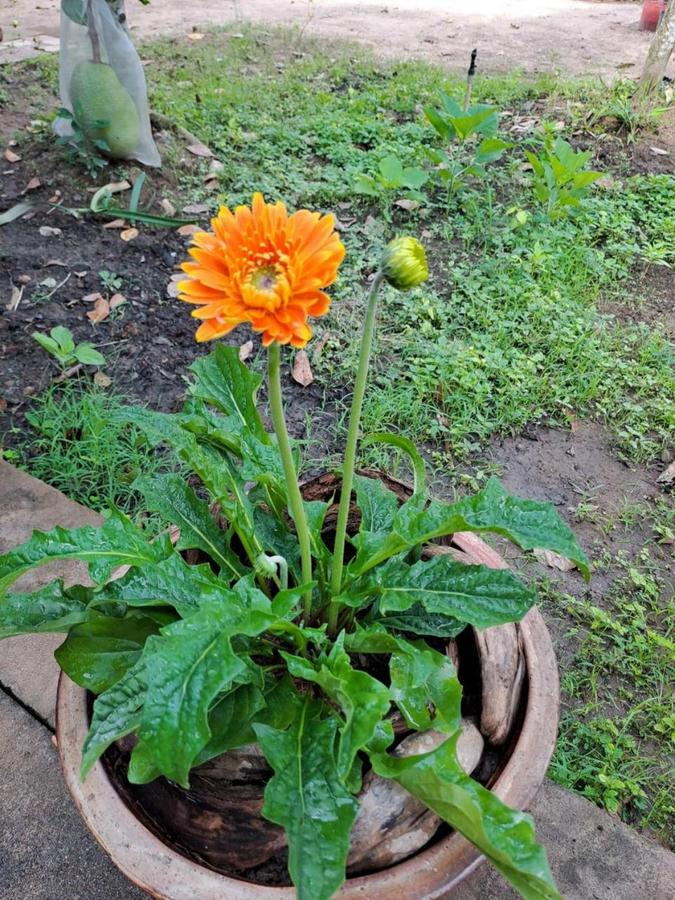Photo 43