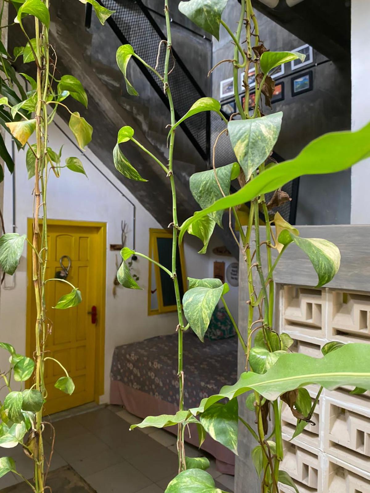 Banana Homestay view 2