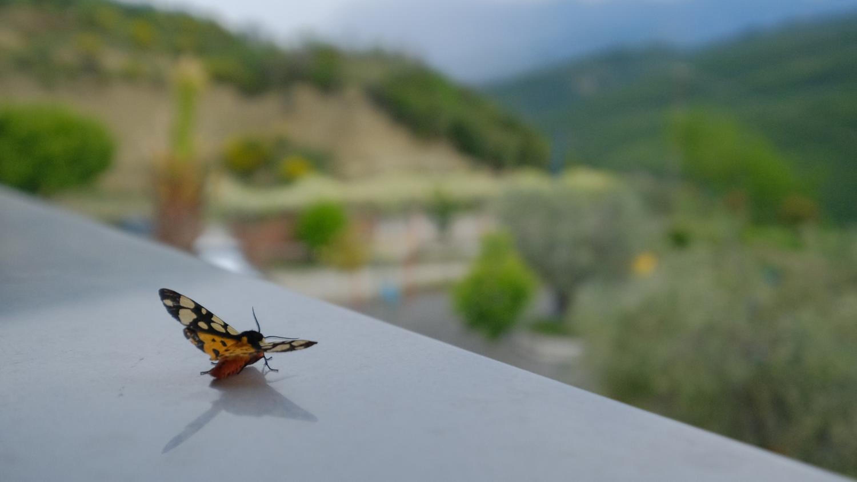 Salillari Guest house & Restaurant