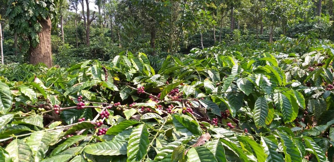 Campfire Haven: A Coffee Plantation Retreat view 4