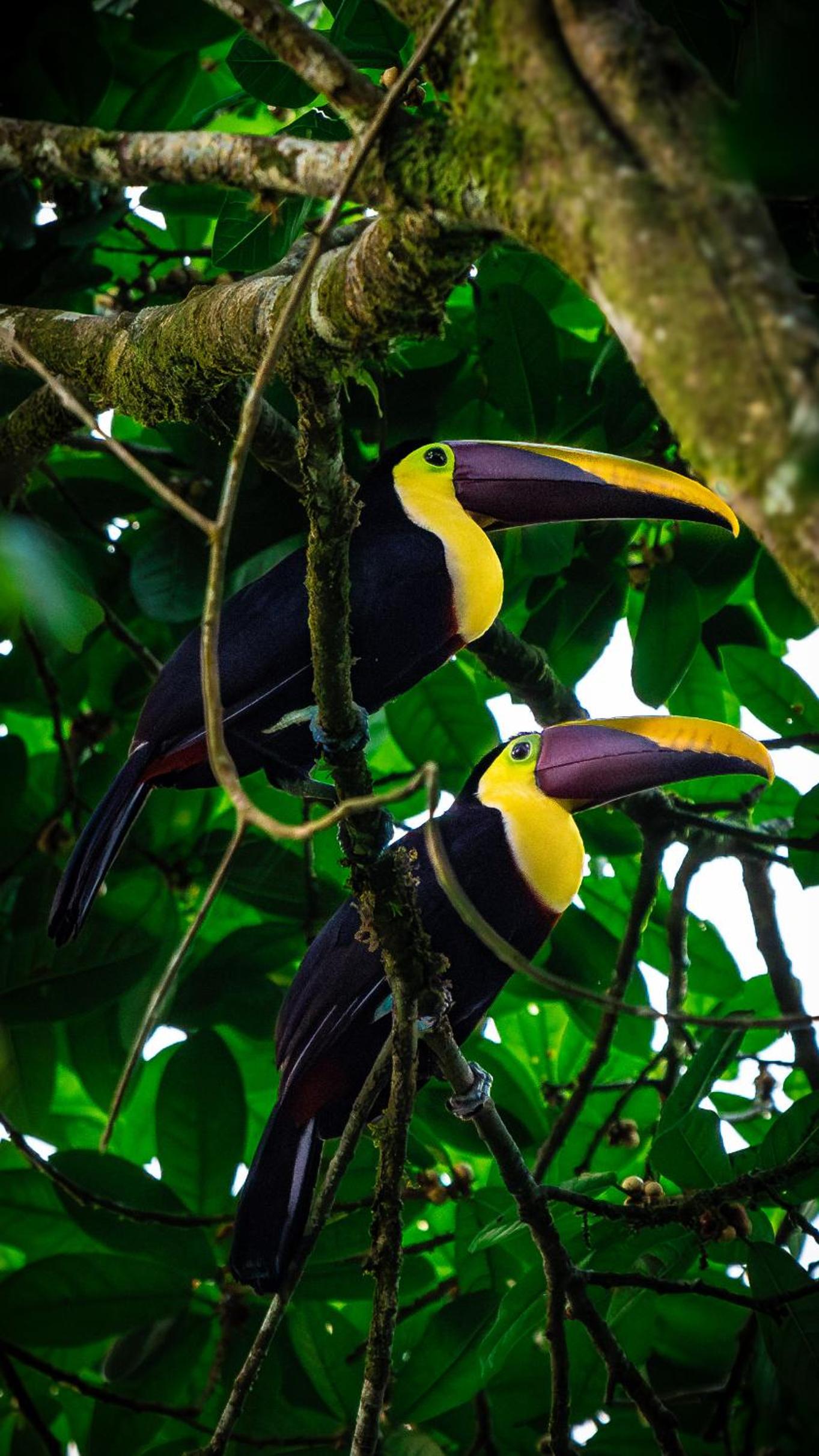 Fauna Lodge