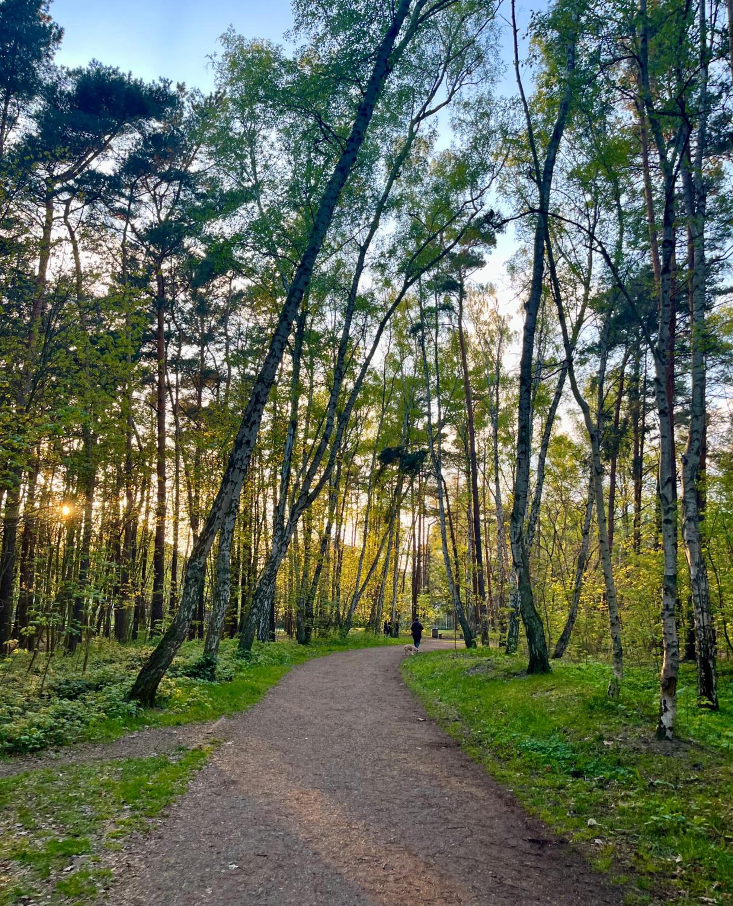 Exclusive Baltic Apt Forest Park View by PolandBnB
