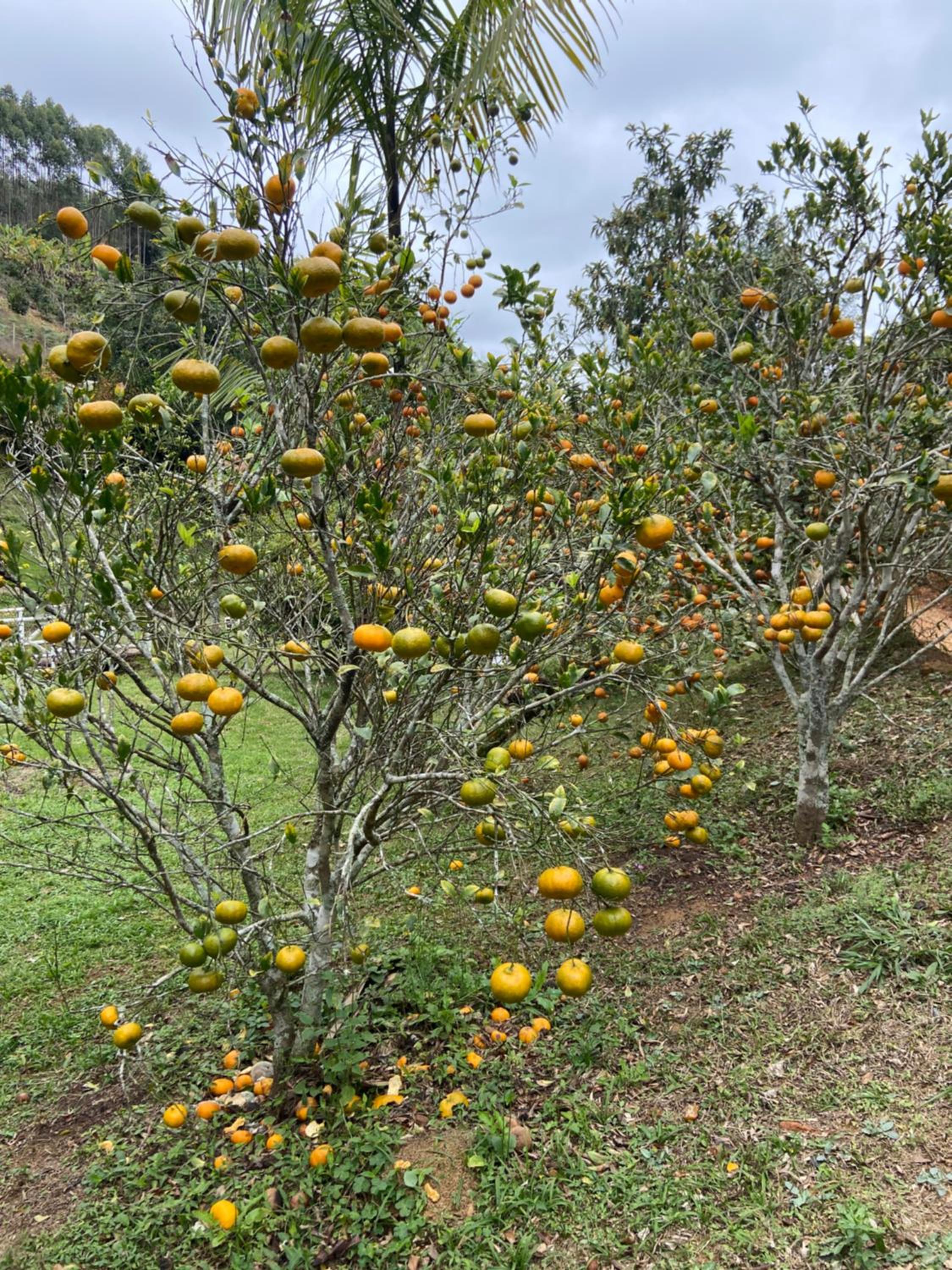 CHALÉ DA ESTÂNCIA Santa teresa - ES Alto São Lourenço- próximo ao circuito Caravaggio