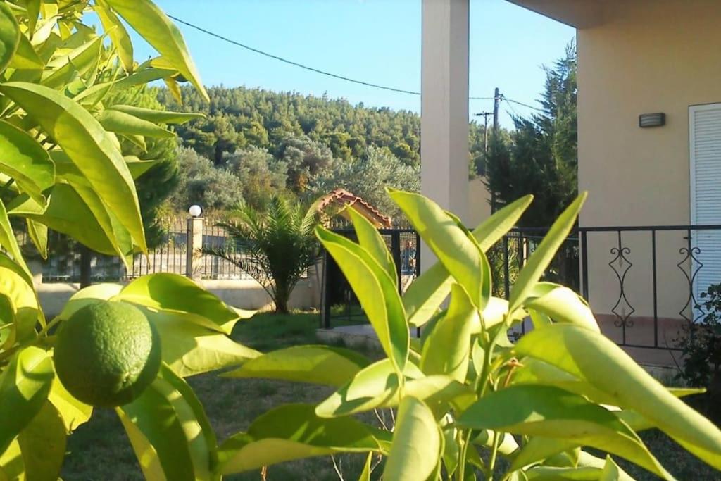 Photo 8