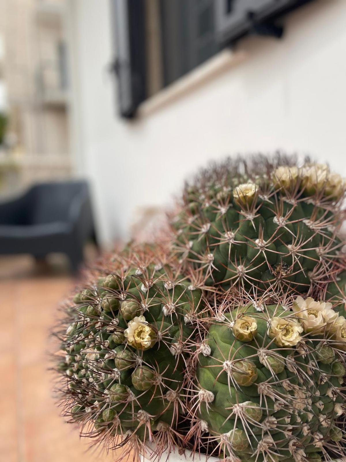 Rosa dei Venti view 5