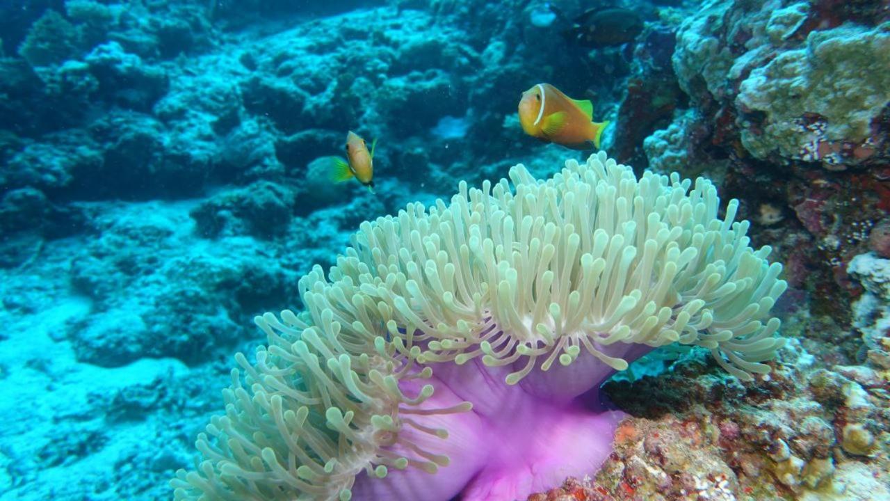 Photo 46