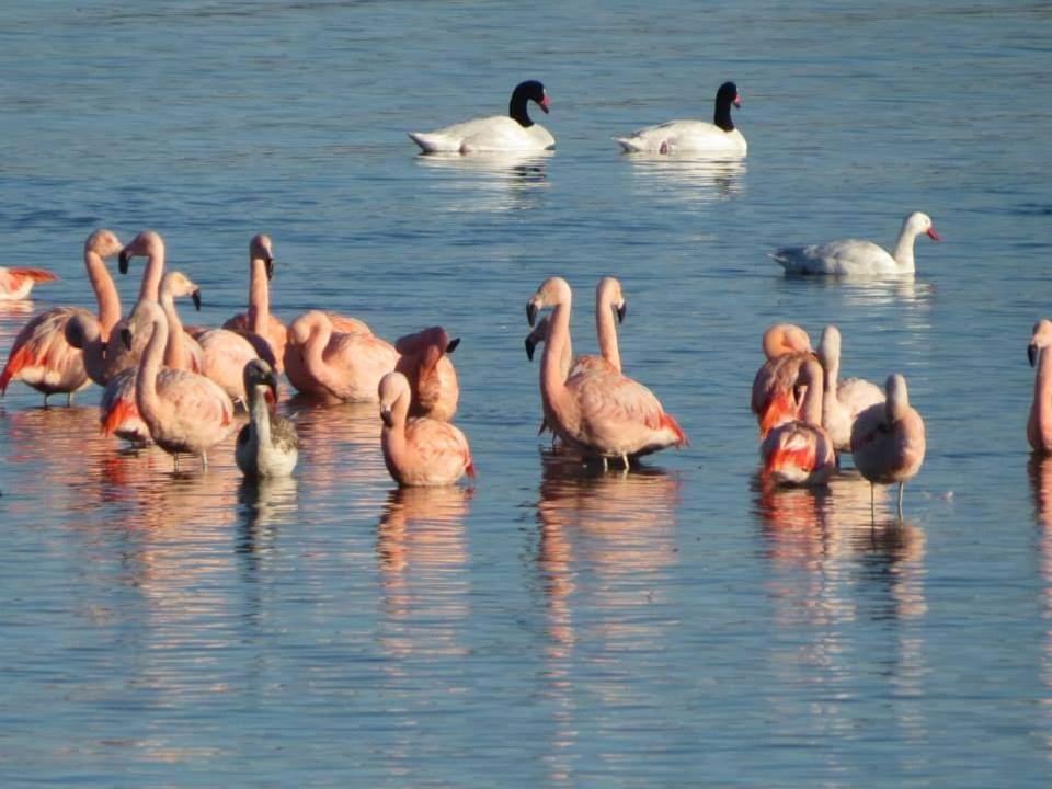 Cabaña Los Cisnes