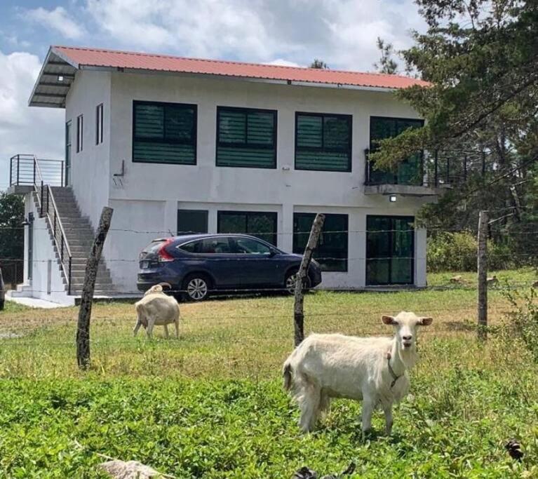 Acogedor apartamento con amplio patio - The Goat Spot - planta baja view 2
