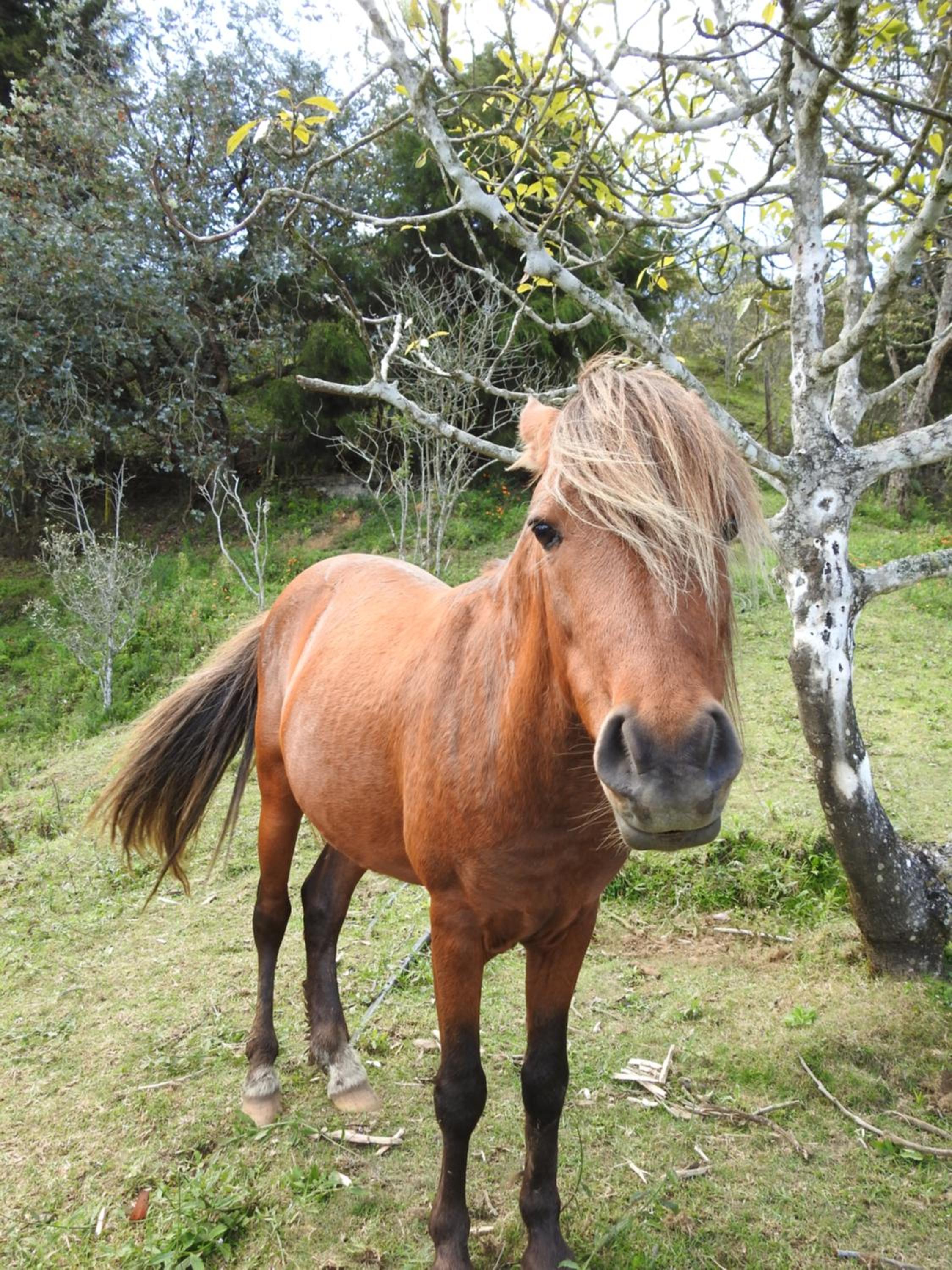 Rùstico Glamping