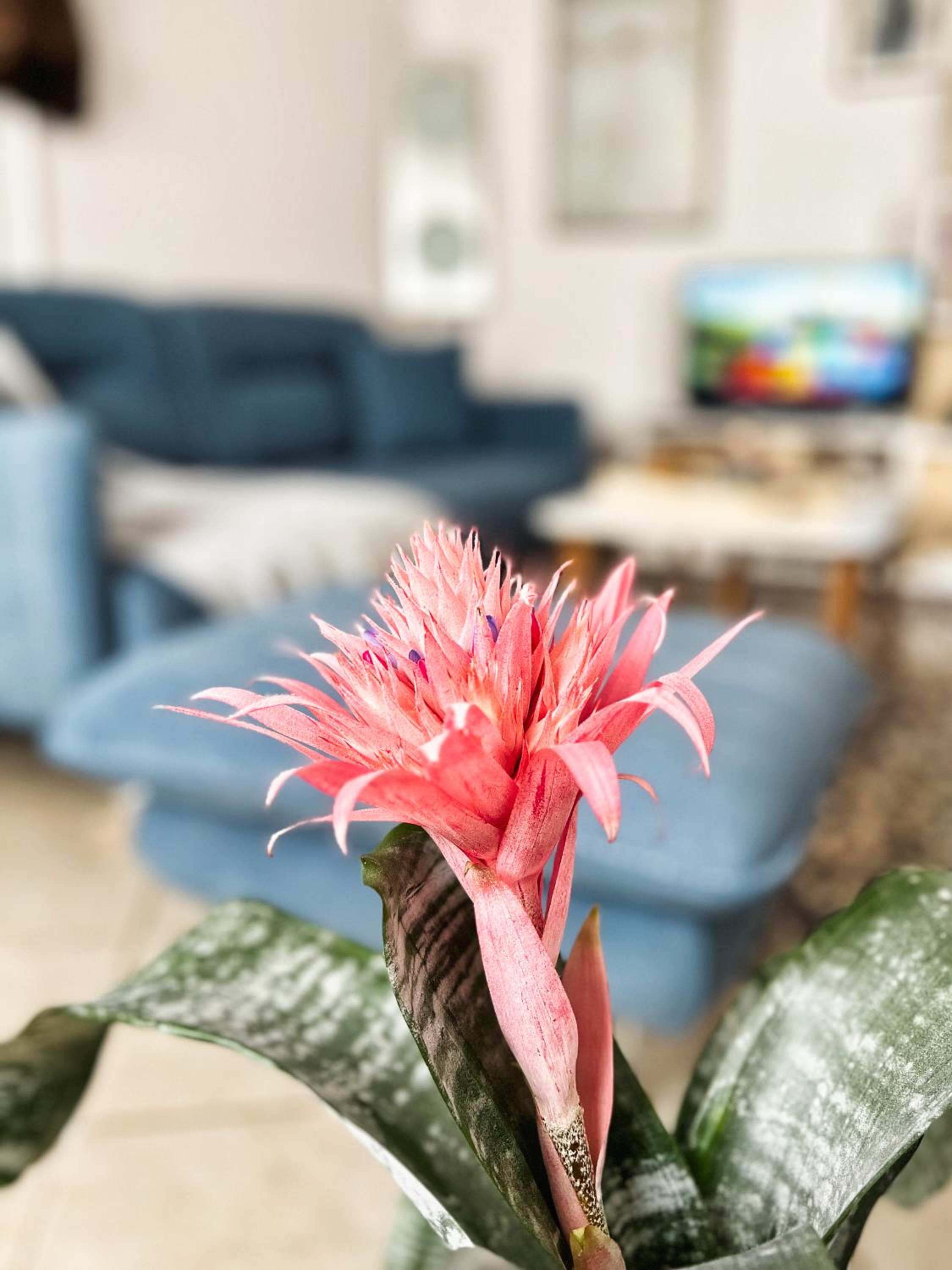 Sunny central one-bedroom apartment